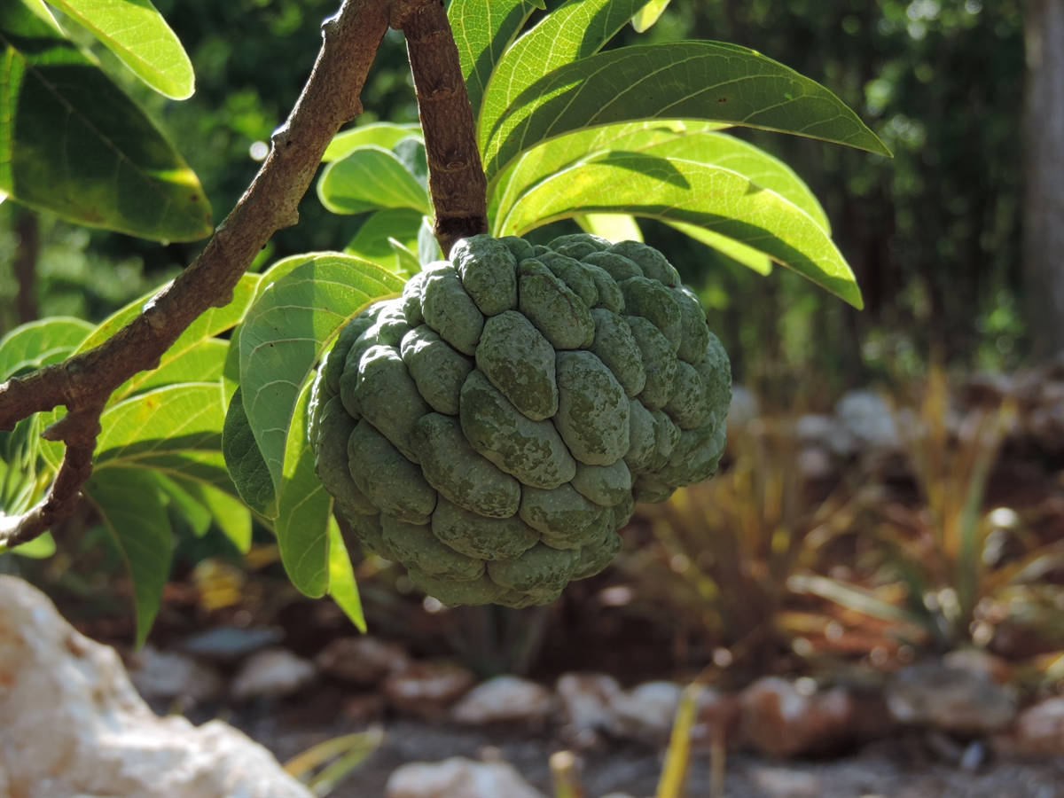 Fruit 桌布 壁紙 — 一個成熟的綠色牛油果掛在樹枝上，周圍是茂密的樹葉，在明亮的陽光下。