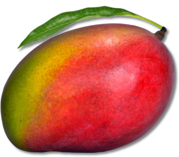 Mango 桌布 壁紙 — 一個成熟的芒果，帶有紅色、黃色和綠色的果皮，並附有一片綠葉，背景為黑色。