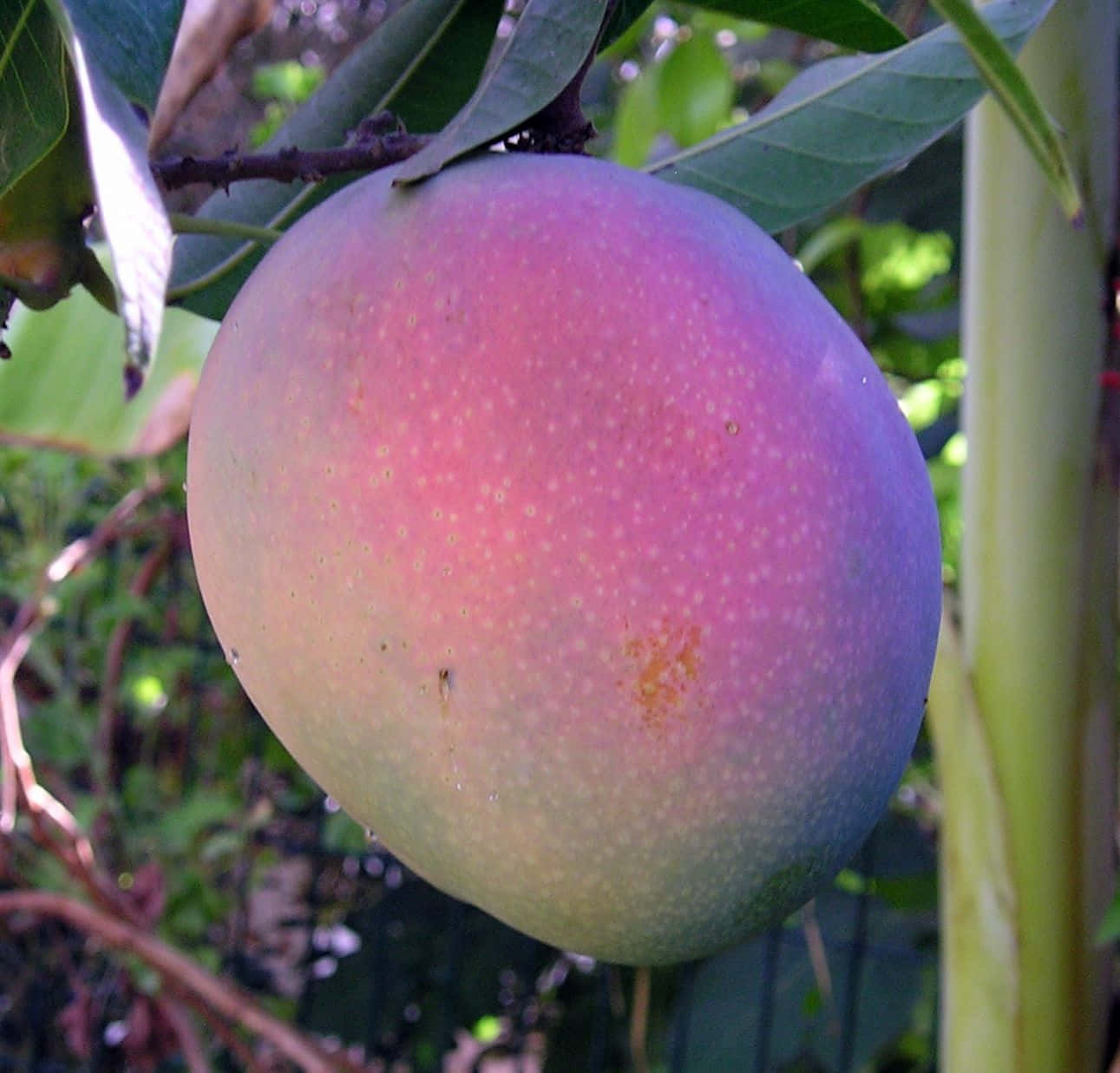 Blue Mango 桌布 壁紙 — 一個成熟的芒果帶有粉紅、紫色和綠色色調，掛在樹枝上，周圍環繞著茂密的綠葉。