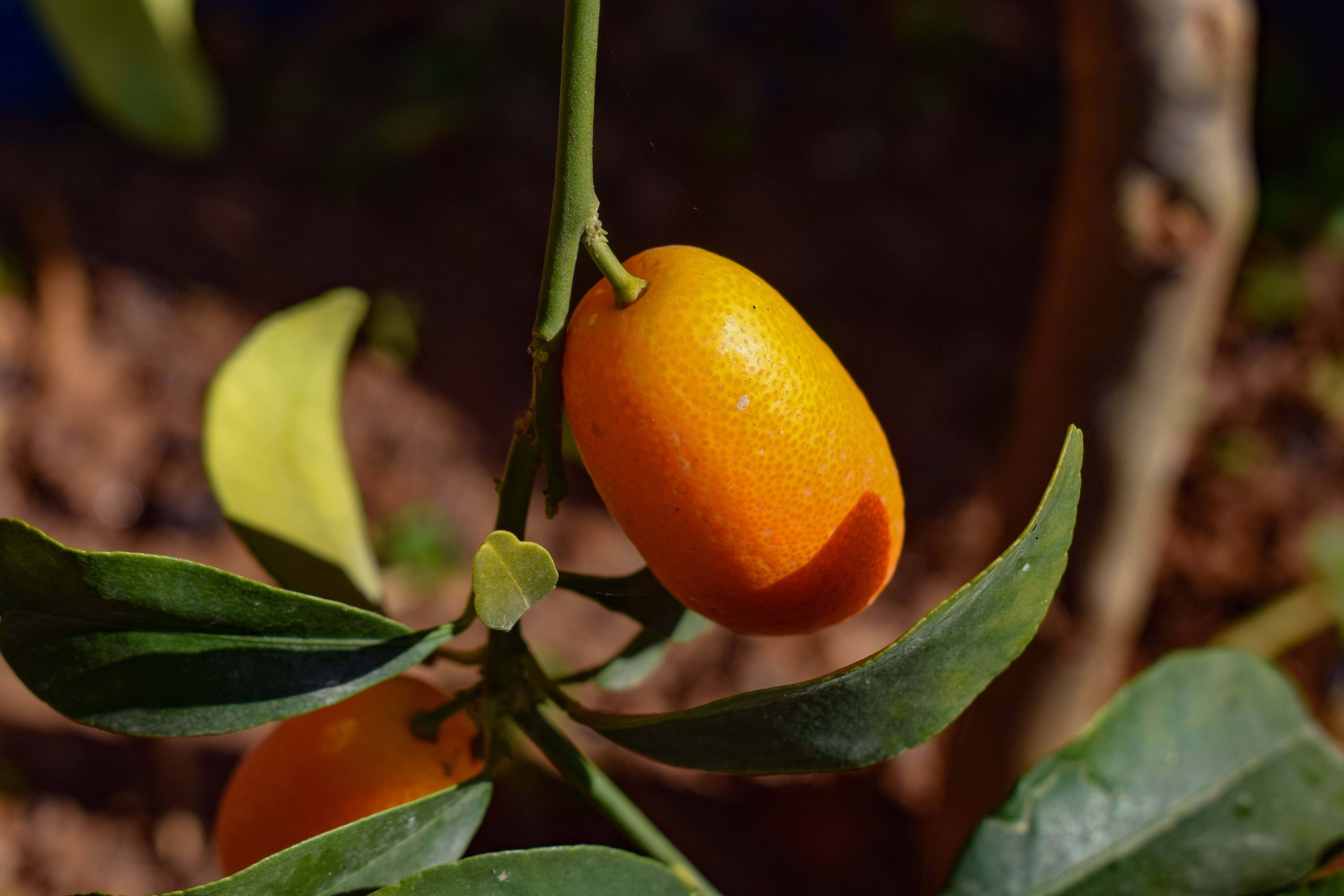 citrus 桌布 壁紙 — 一個成熟的金桔掛在樹枝上，周圍是光澤的綠葉，在溫暖的陽光下。