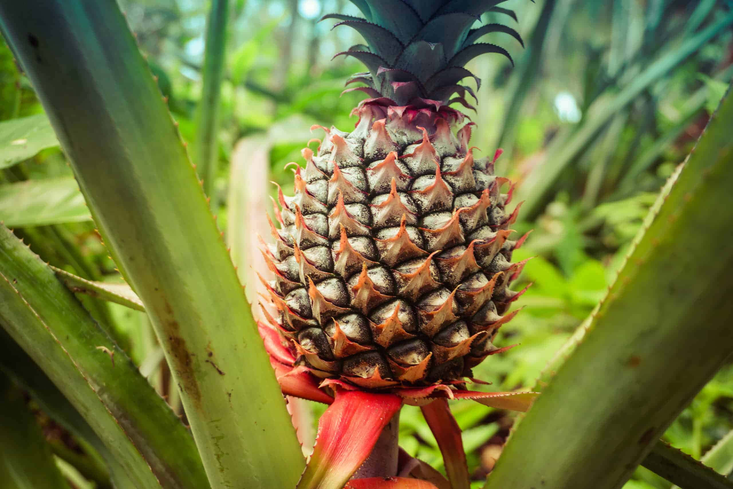Pineapple 桌布 壁紙 — 一個成熟的鳳梨，帶有刺狀的棕色和橙色外皮，在熱帶花園中茂盛的綠葉間生長。