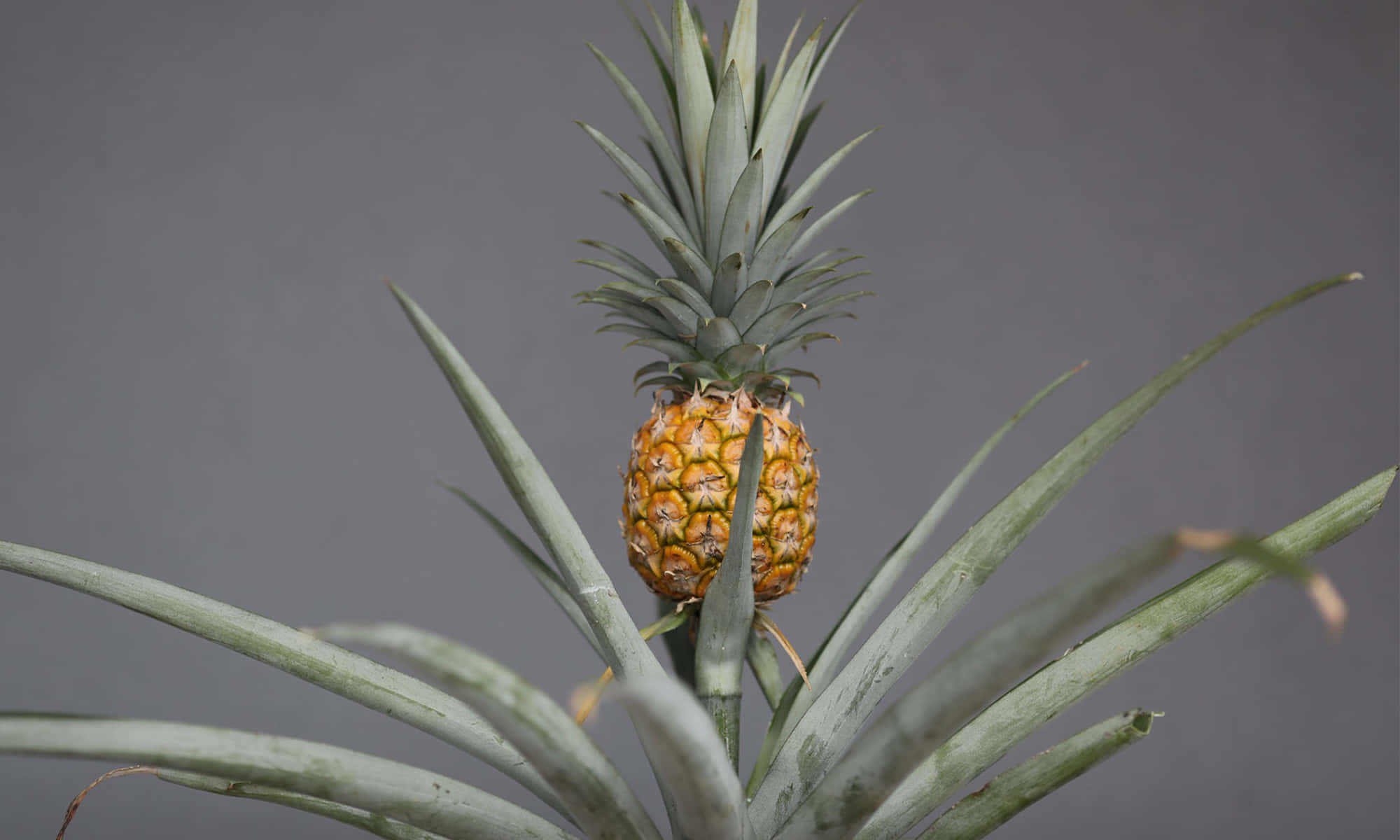 Pineapple 桌布 壁紙 — 一個成熟的鳳梨，帶有尖刺的綠色葉子，居中放置在柔和的灰色背景上。