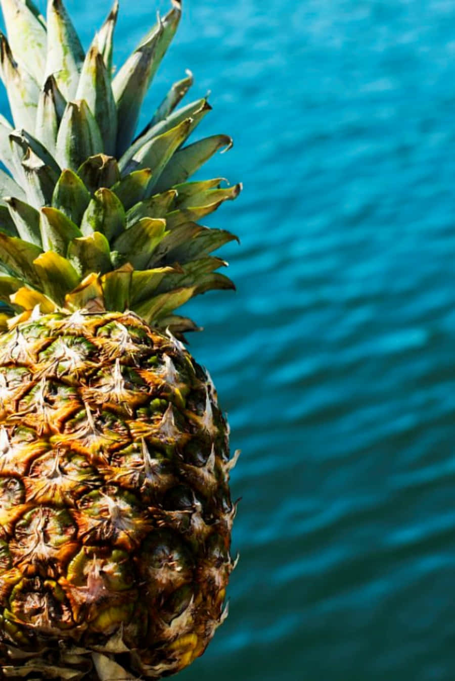Pineapple 桌布 壁紙 — 一個成熟的鳳梨，帶有紋理的果皮和尖刺的冠部，坐落在充滿活力的藍色海洋背景下。