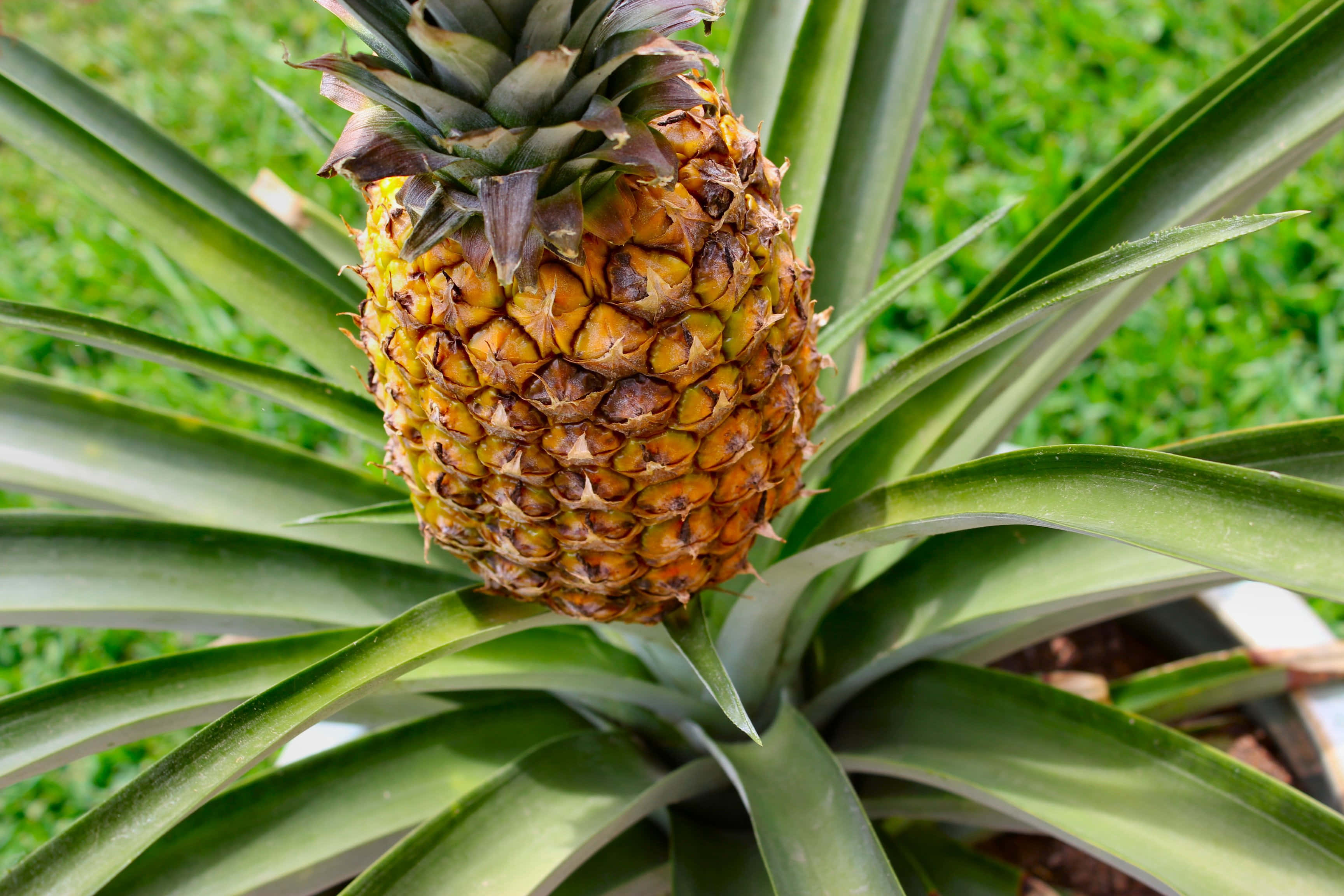 Pineapple 桌布 壁紙 — 一個成熟的鳳梨，帶有金棕色外皮和尖刺的綠色葉子，在茂密的綠草中生長。