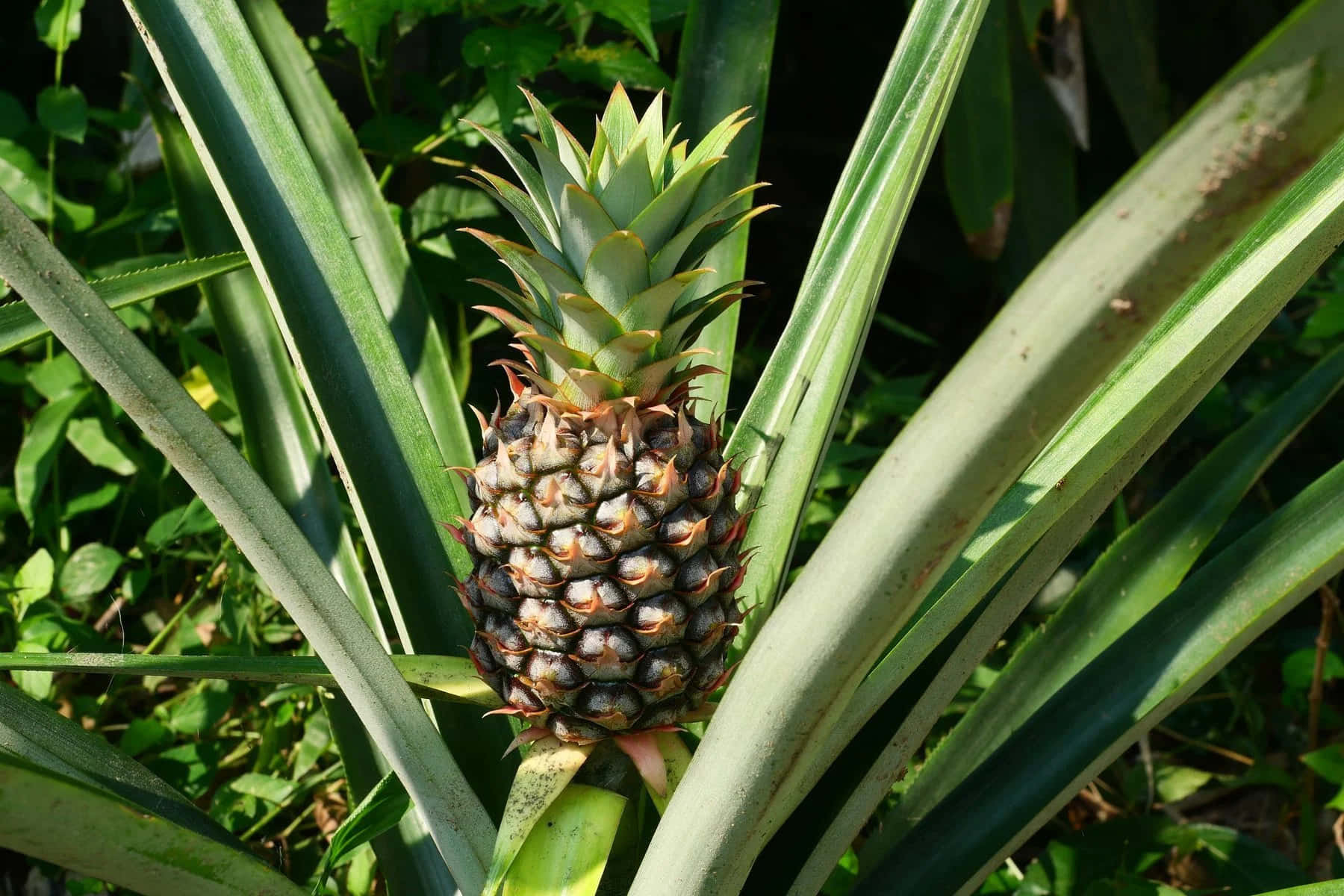 Pineapple 桌布 壁紙 — 一個成熟的鳳梨在熱帶花園中，於明亮的陽光下生長在茂密的綠葉之間。