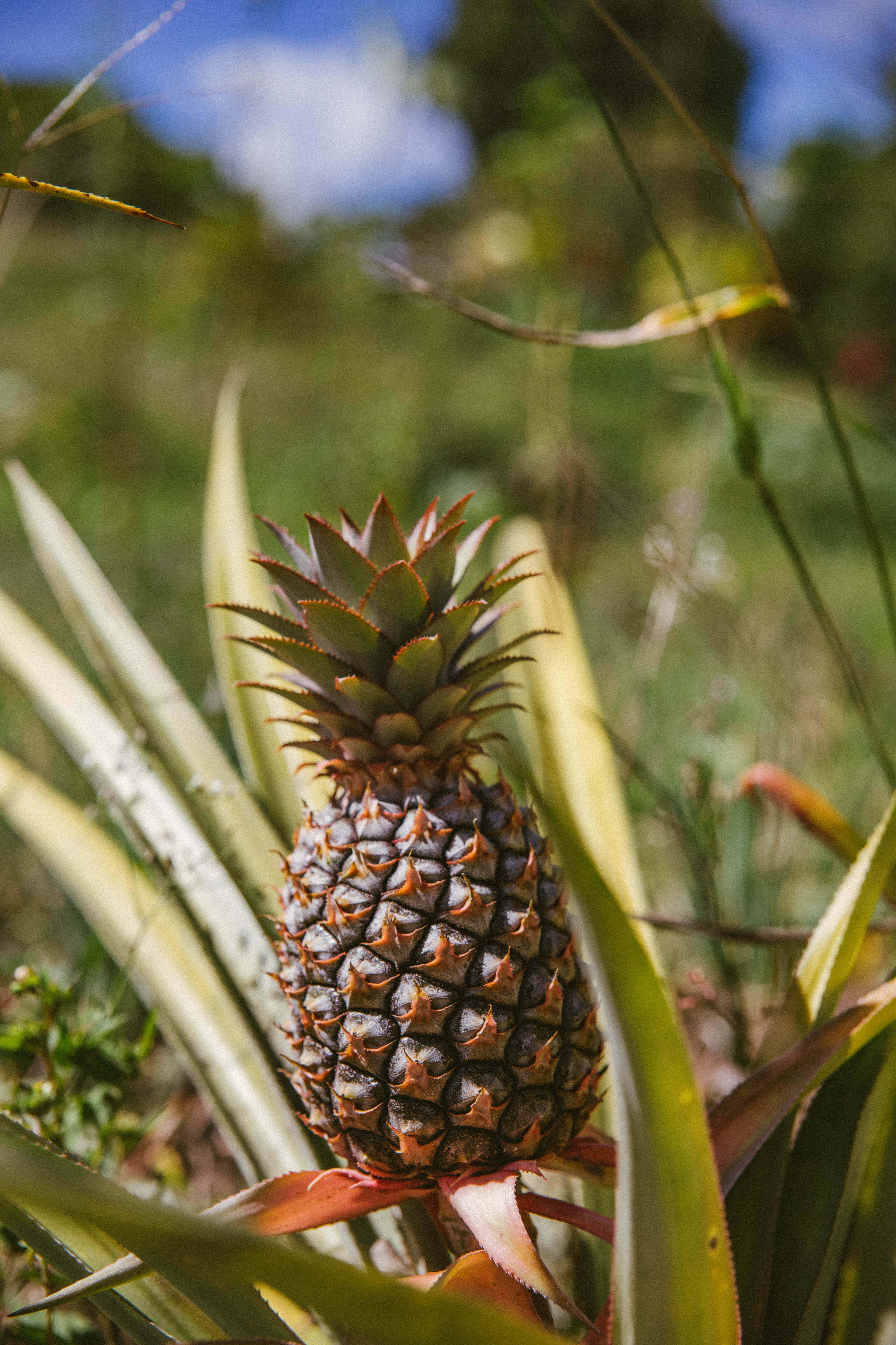 Pineapple 桌布 壁紙 — 一個成熟的鳳梨在高大的綠葉間生長，在明亮的陽光下，背景模糊自然。