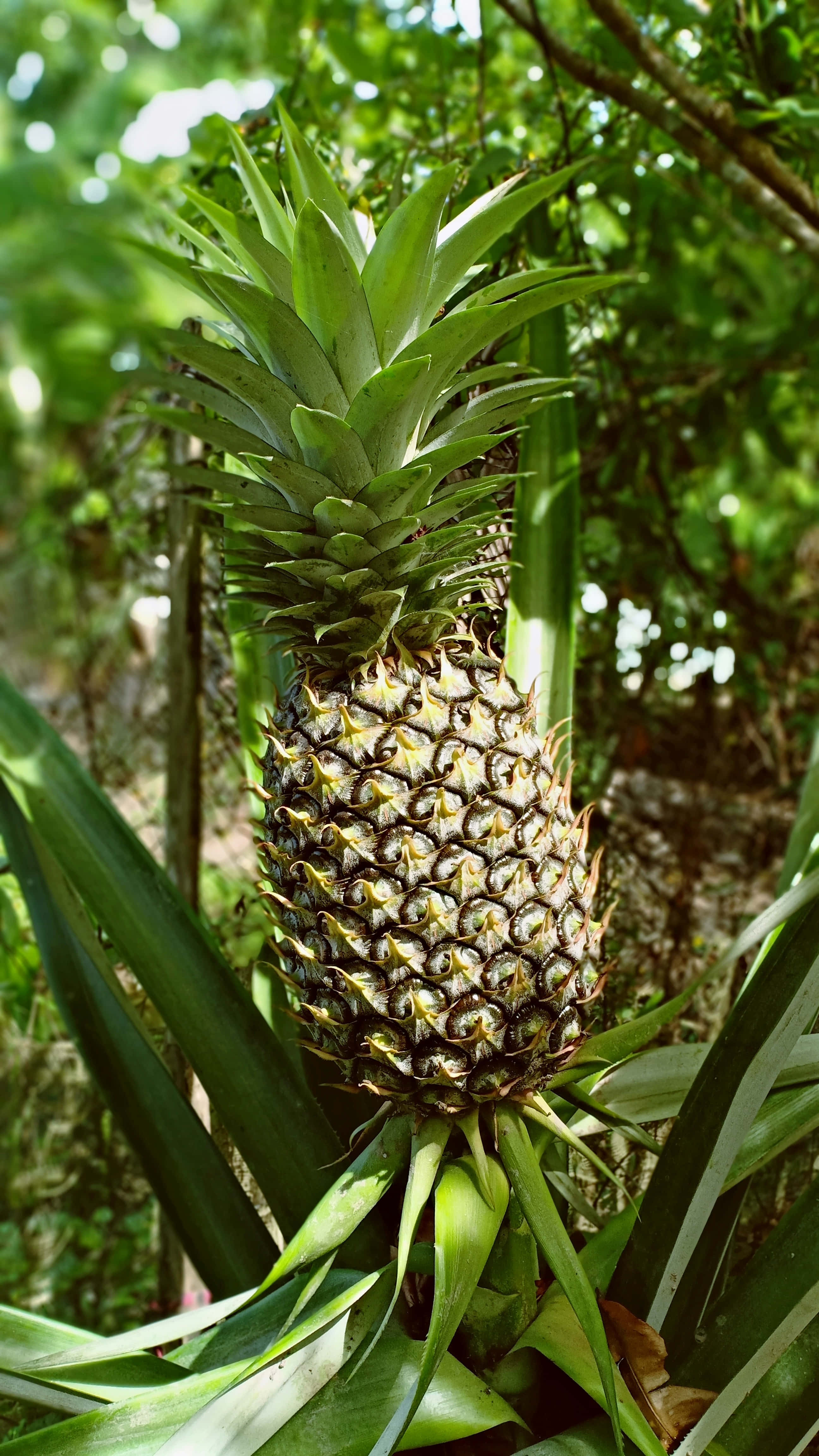Pineapple 桌布 壁紙 — 一個成熟的鳳梨掛在茂盛的綠色植物上，位於陽光普照的熱帶花園中，帶有斑駁的樹葉。