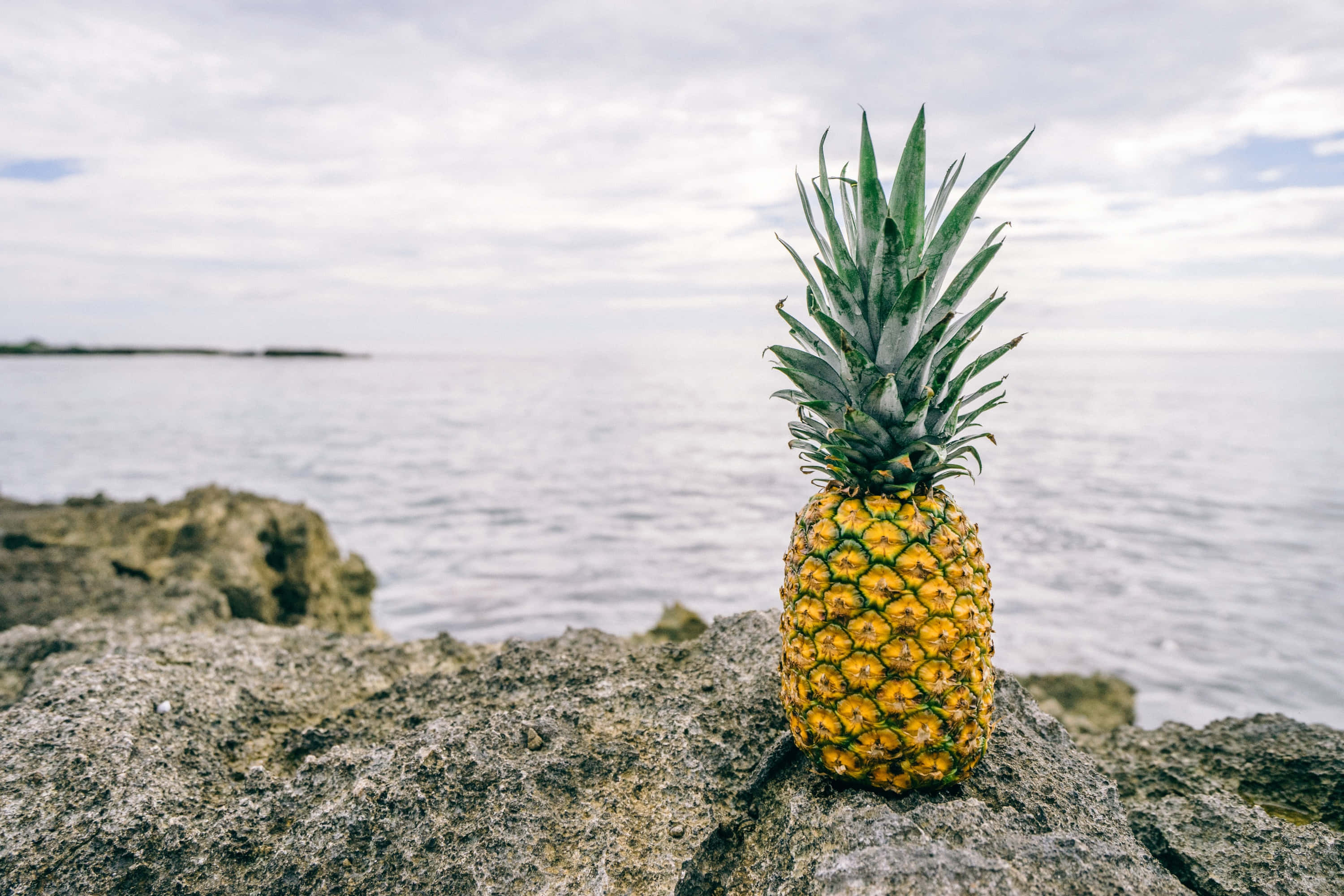 Pineapple 桌布 壁紙 — 一個成熟的鳳梨棲息在崎嶇的海岸岩石上，背景是平靜的海洋和多雲的天空。