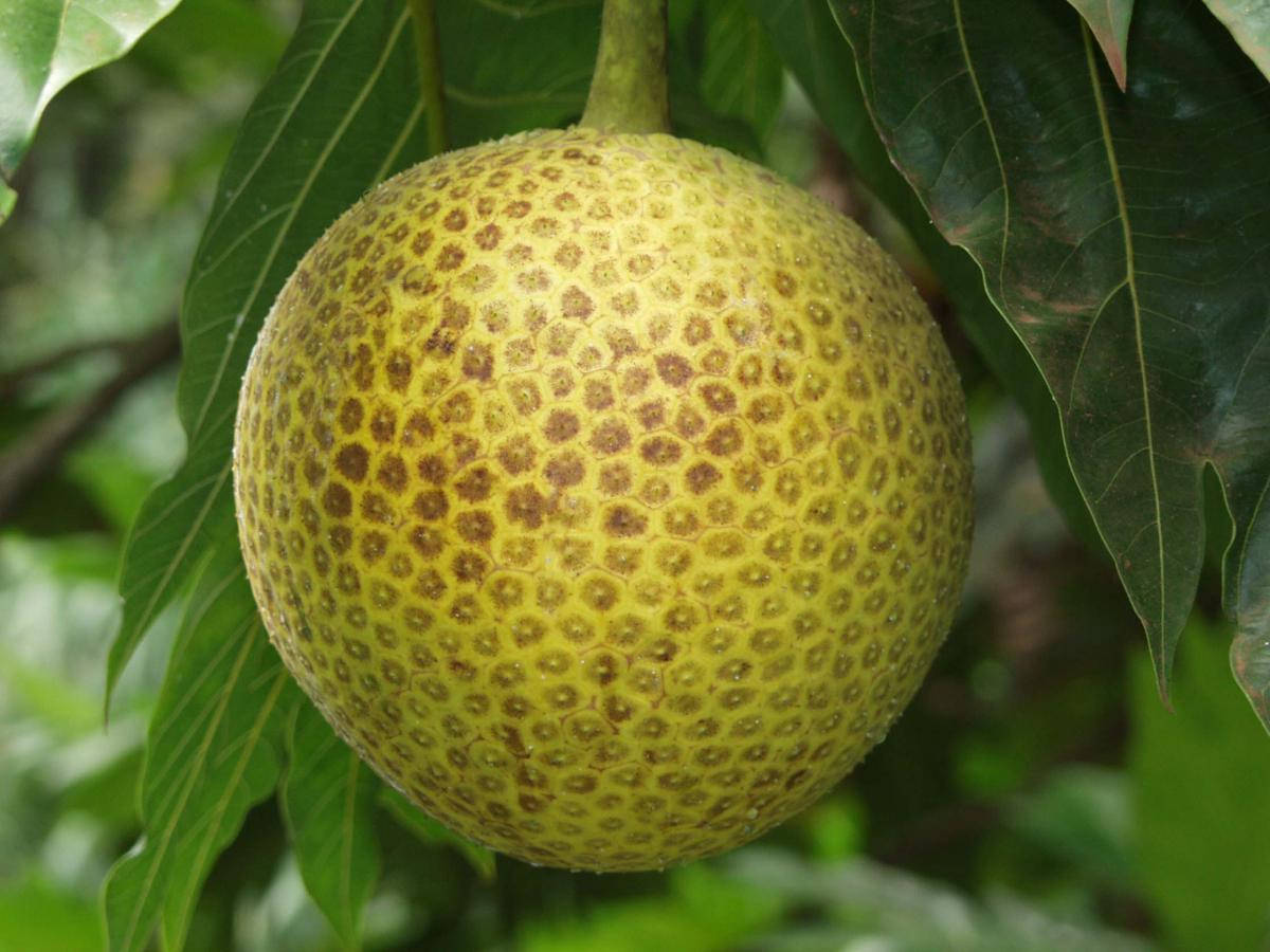 Fruit 桌布 壁紙 — 一個成熟的黃棕色刺果番荔枝果實掛在樹枝上，周圍是茂密的綠葉。