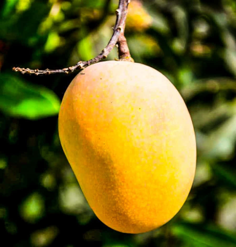 Mango 桌布 壁紙 — 一個成熟的黃色芒果掛在樹枝上，背景是茂密的綠色模糊背景。