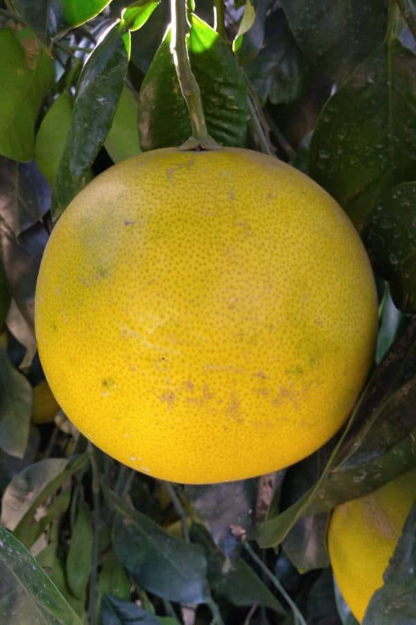 Fruits 桌布 壁紙 — 一個成熟的黃色葡萄柚在陽光明媚的柑橘園中，沉甸甸地掛在茂密的綠葉之間。