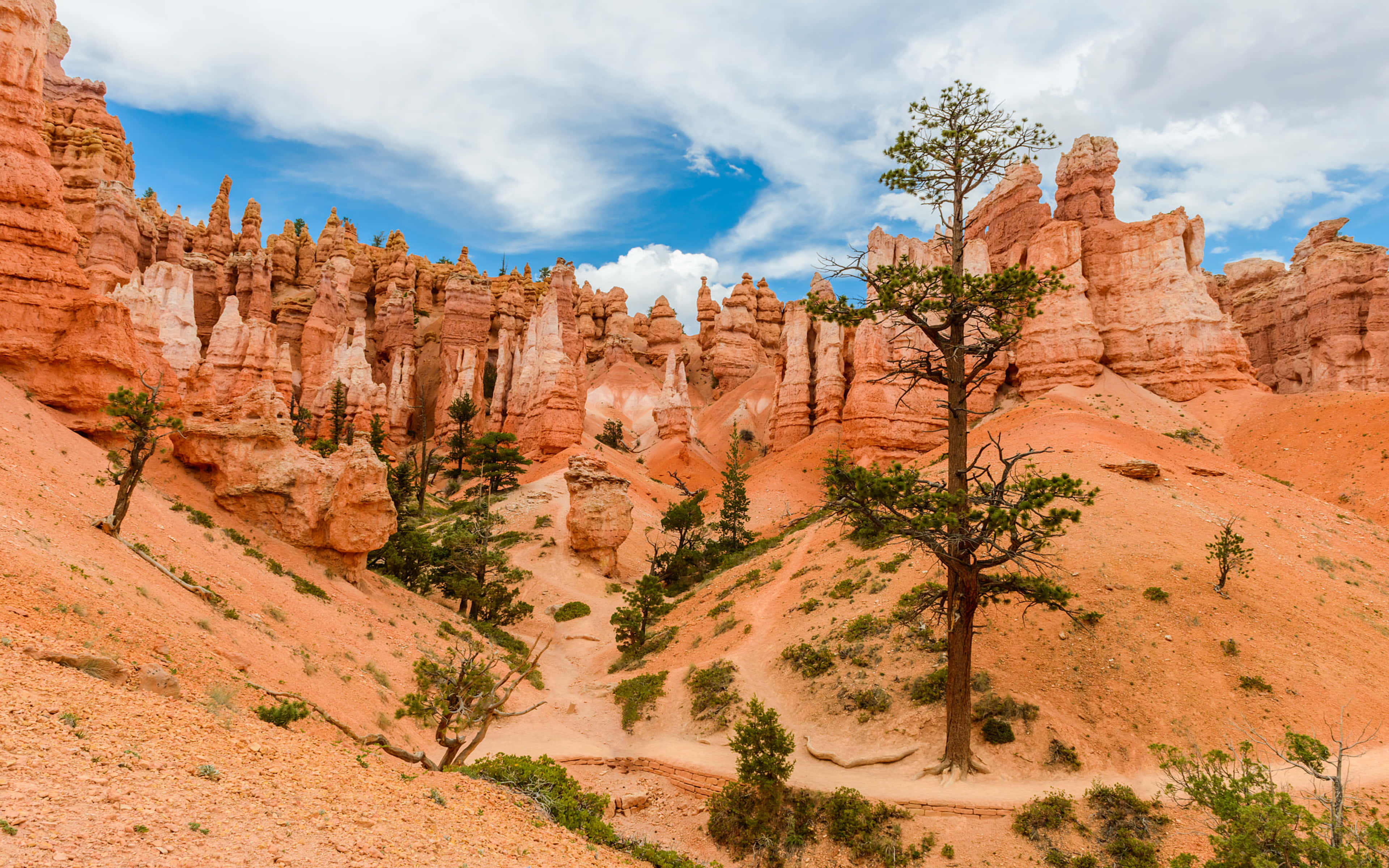 National Parks 桌布 壁紙 — 一個戲劇性的峽谷景觀，高聳的橙色岩柱和散落的松樹，天空部分多雲，呈現藍色。