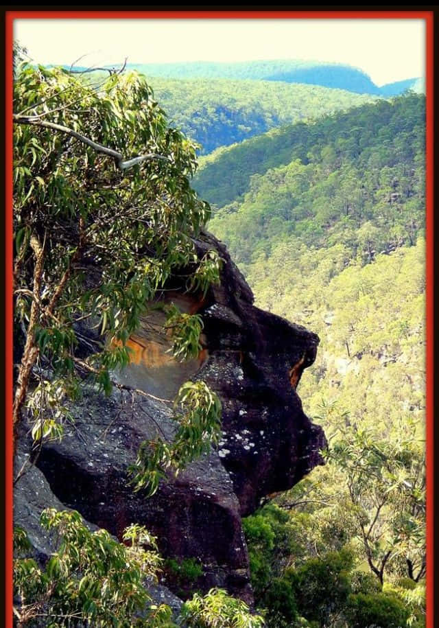 Blue Mountains National Park 桌布 壁紙 — 一個戲劇性的懸崖，長滿茂密的綠色植物，在明亮的日光下俯瞰廣闊的森林山谷。