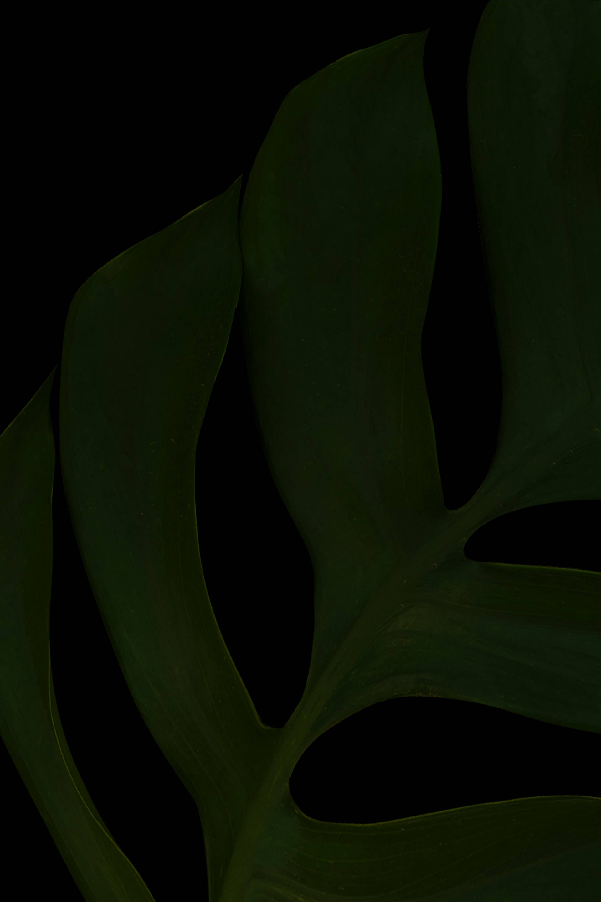 Plant 桌布 壁紙 — 一個戲劇性的特寫，呈現龜背竹葉剪影在純黑背景上散發深綠色光芒。