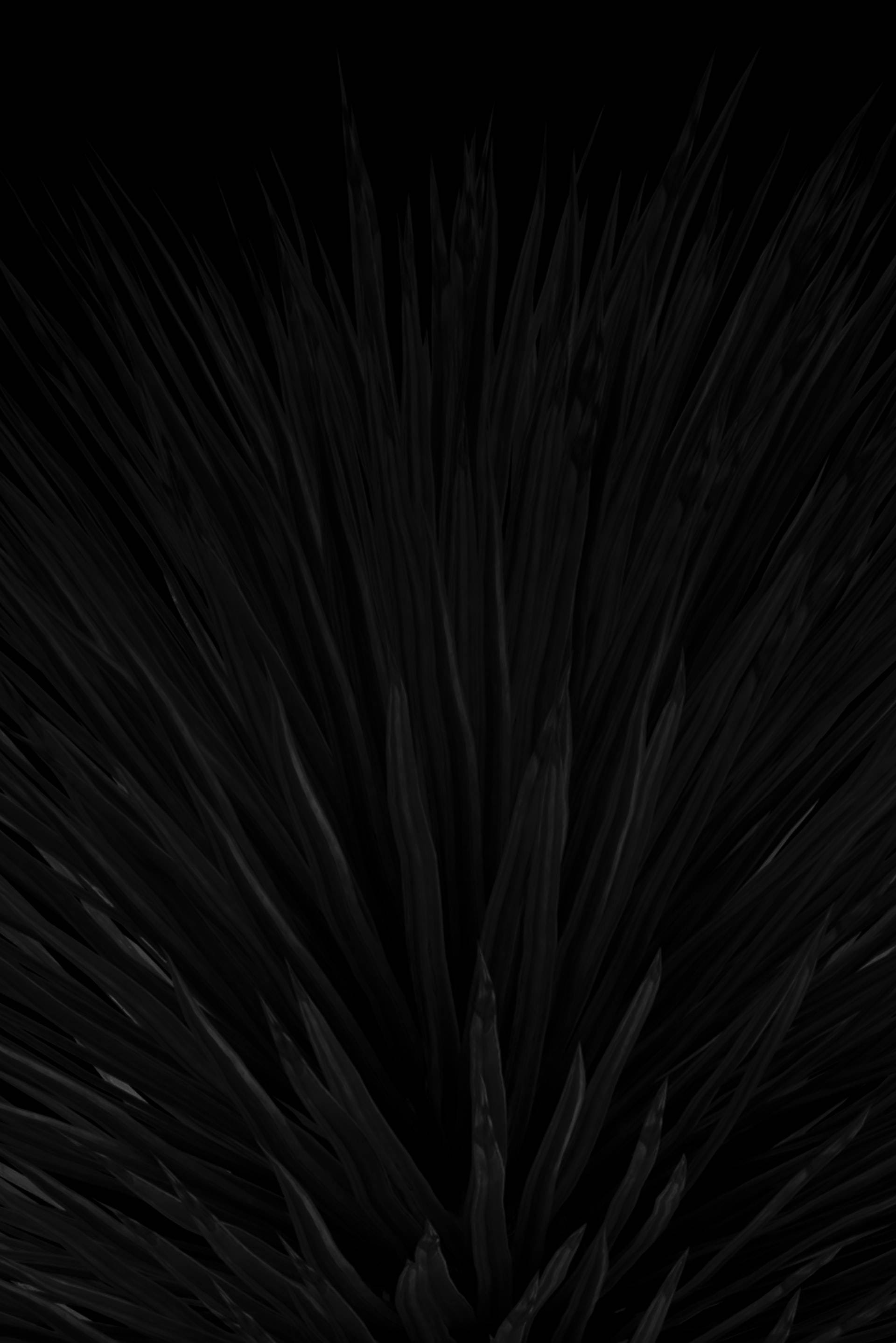 Silhouette 桌布 壁紙 — 一個戲劇性的特寫，深色多刺的植物葉子在純黑色背景下向外輻射。