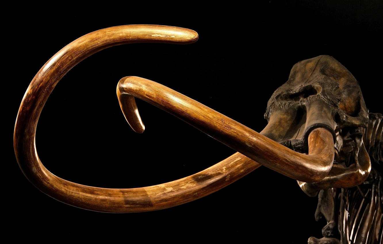 Tusk 桌布 壁紙 — 一個戲劇性的特寫鏡頭，展示了一個長毛猛獁象頭骨，帶有巨大的彎曲象牙，背景是純黑色。