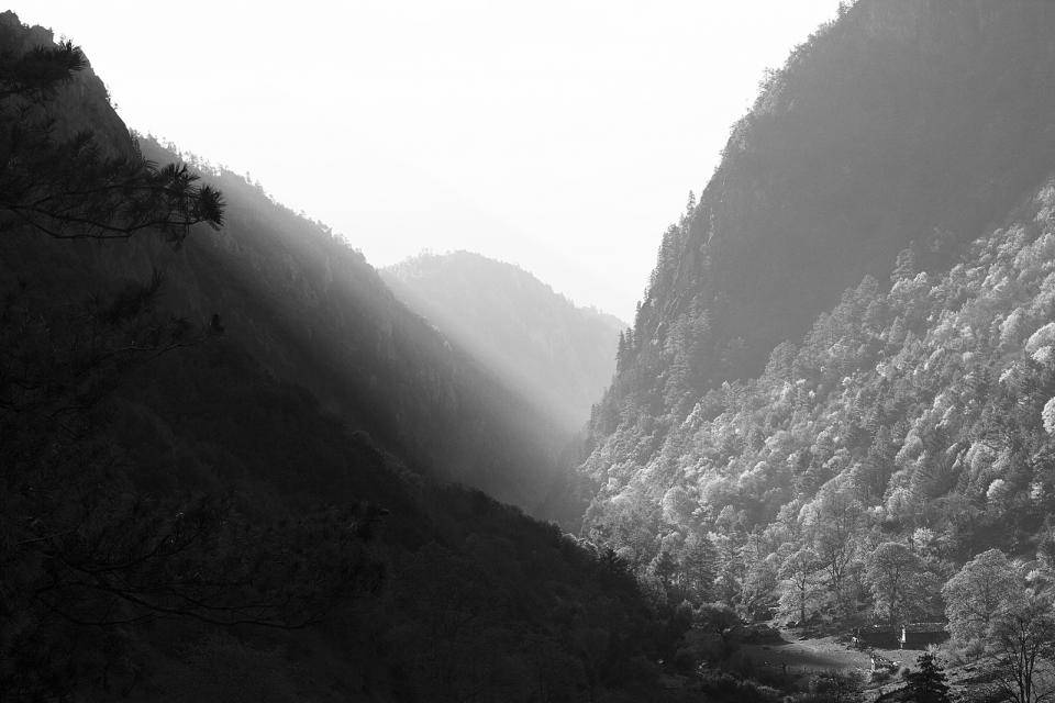Black And Grey iPhone 桌布 壁紙 — 一個戲劇性的黑白山谷，霧氣瀰漫的光線穿過高聳的森林斜坡。