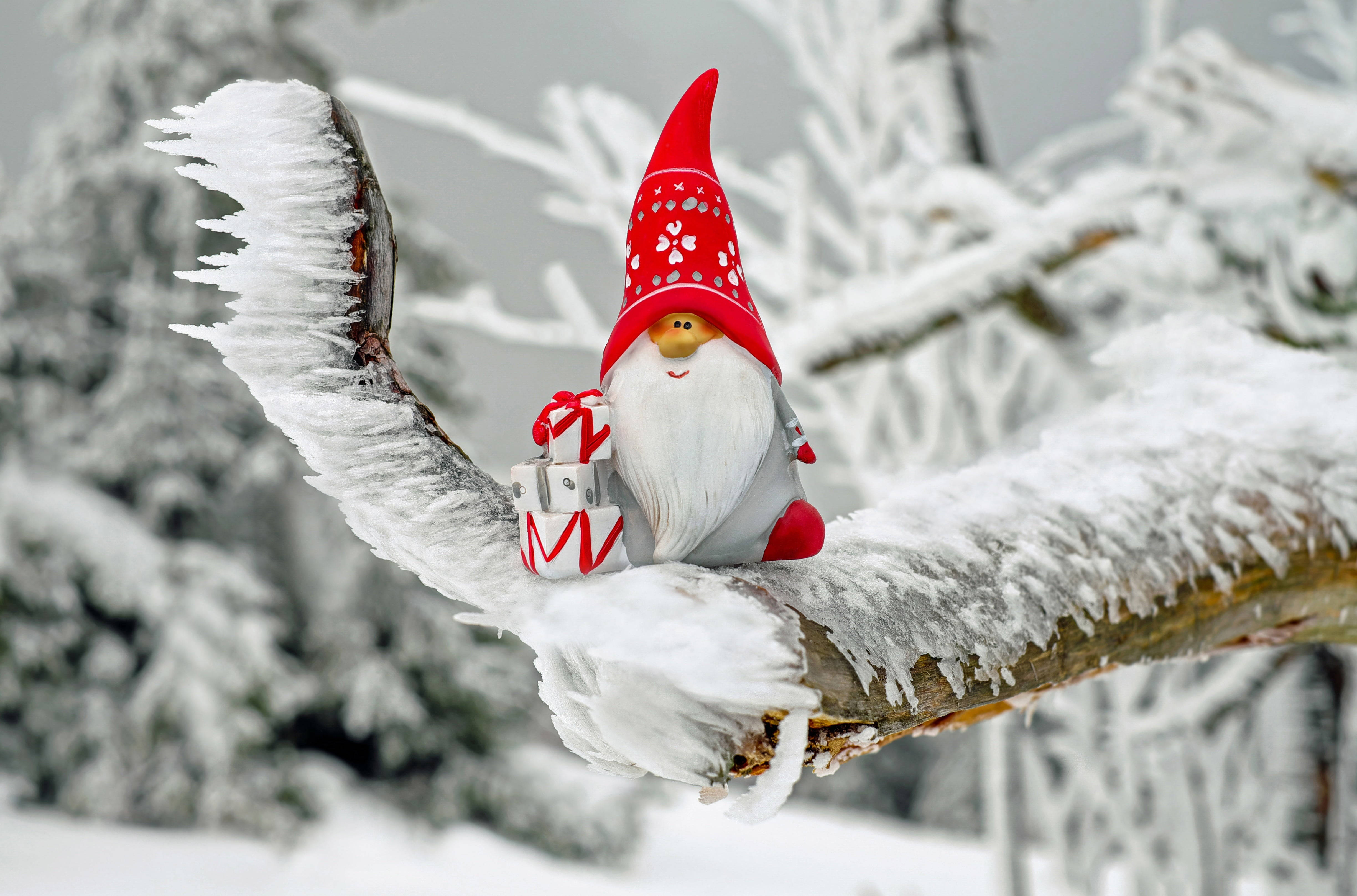 Cute Winter 桌布 壁紙 — 一個戴紅帽、白鬍子的快樂地精坐在積雪的樹枝上，抱著包裝好的禮物，背景是寒冷的冬季森林。