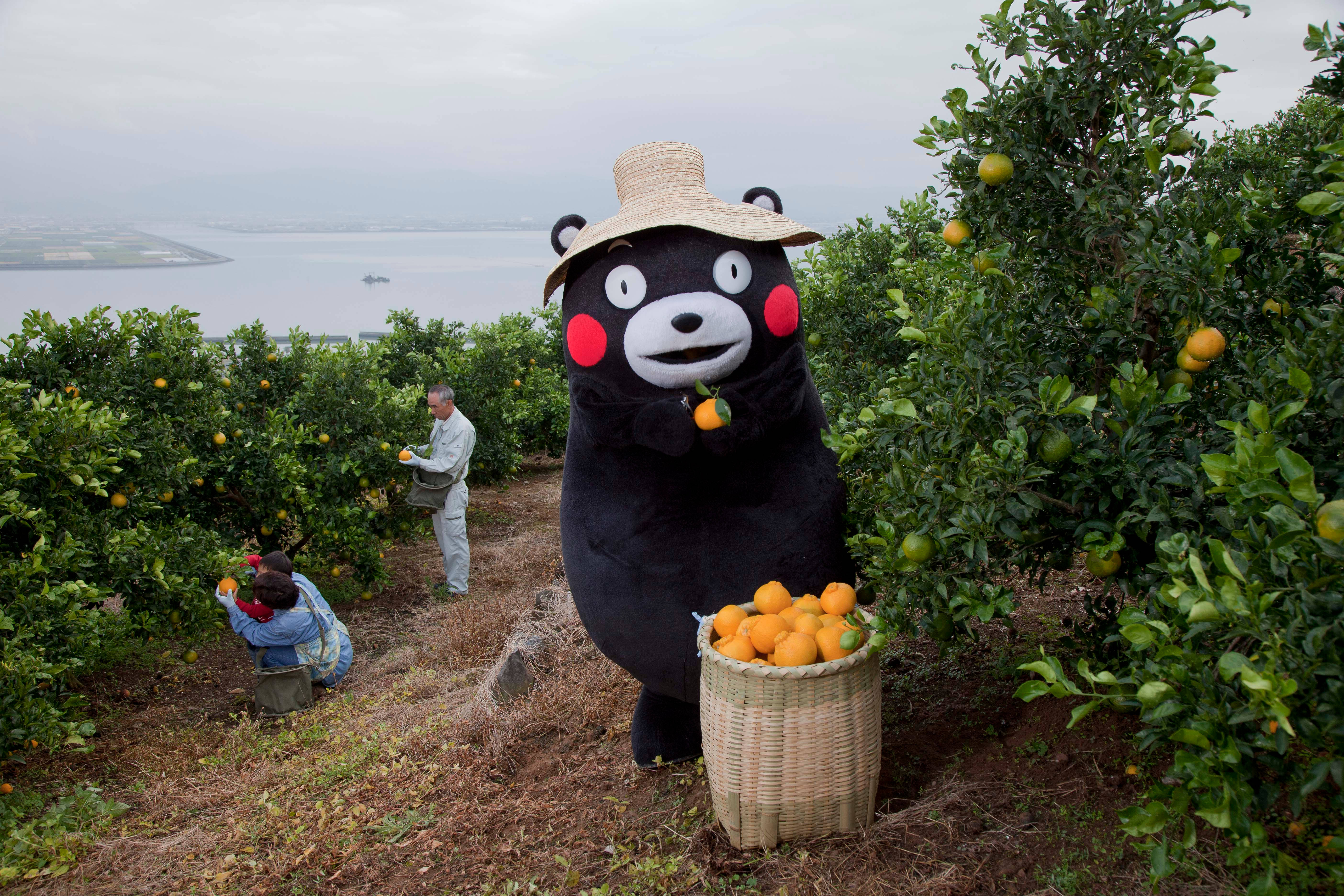 熊本熊 桌布 壁紙 — 一個戴草帽的巨大黑熊吉祥物，手持一個柳橙，旁邊放著一籃水果，身處柑橘果園，有工人和遠處的大海。