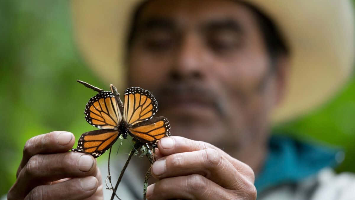 Real Butterfly 桌布 壁紙 — 一個戴草帽的男人輕輕地拿著一隻擁有鮮豔橙色翅膀的君主斑蝶，背景是柔和的綠色。