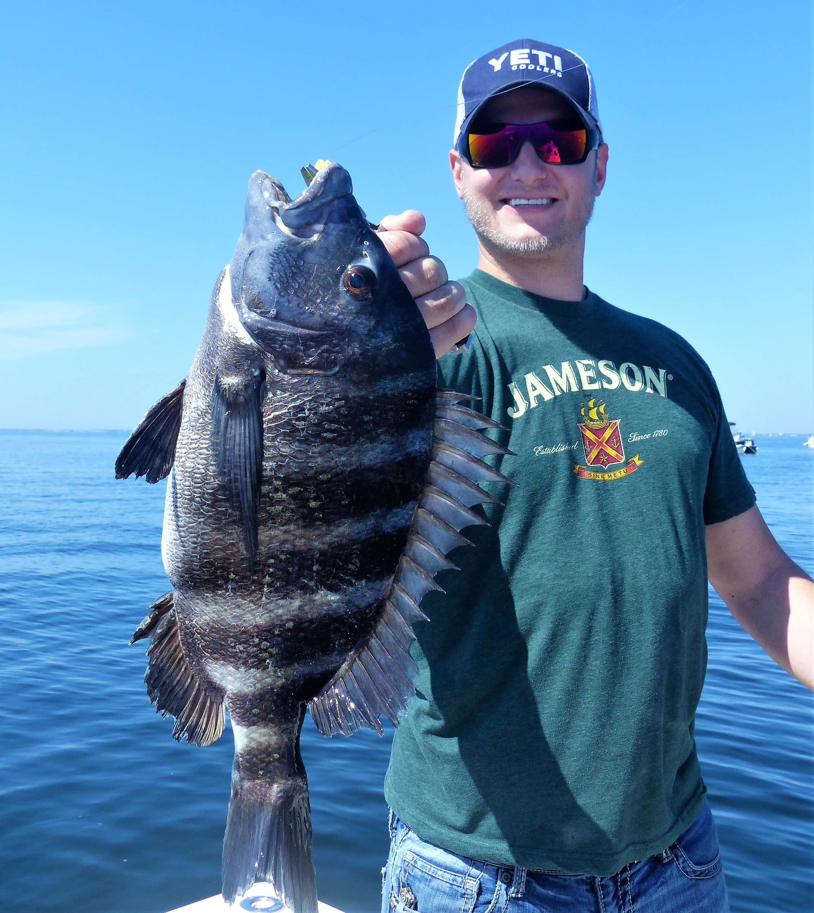 Sheepshead Fish 桌布 壁紙 — 一個戴著Yeti帽的微笑男子，在明亮的藍色海洋背景下自豪地拿著一條深色條紋的大魚。