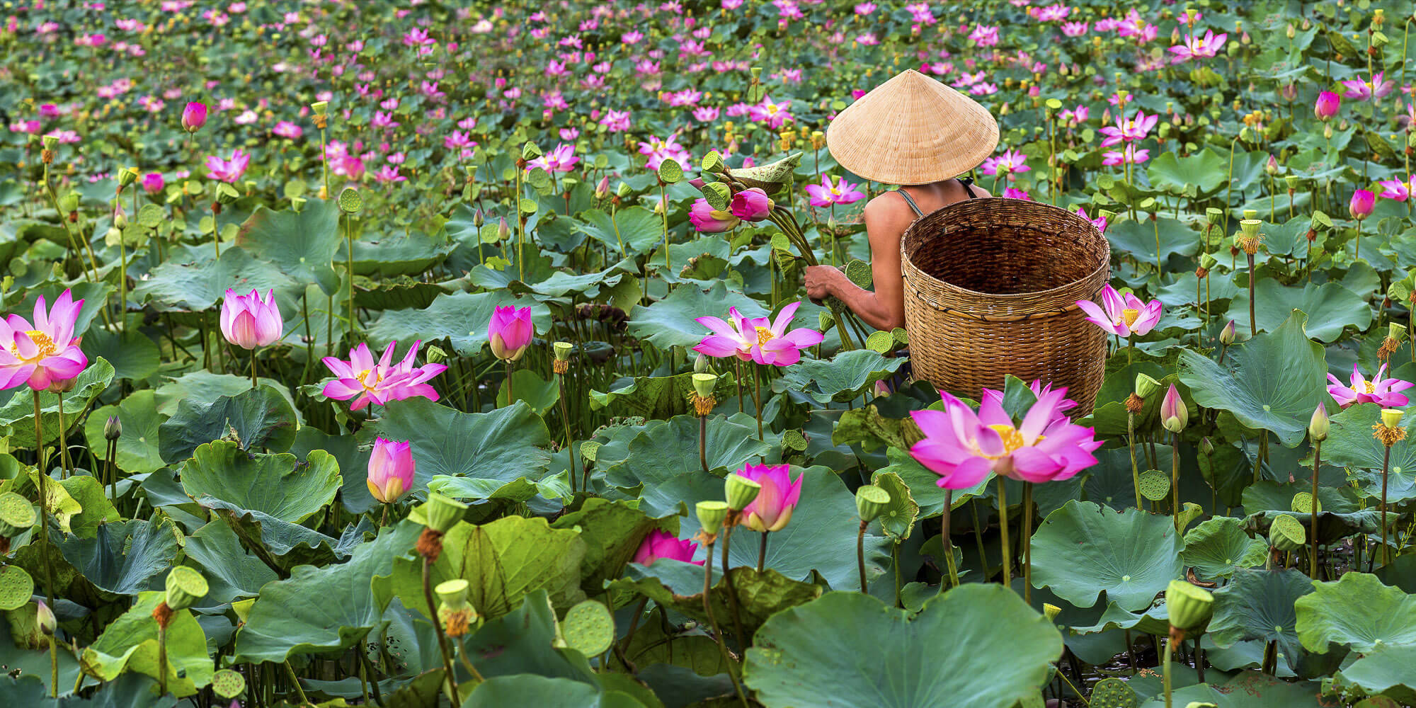 lotus 桌布 壁紙 — 一個戴著圓錐形帽子的人，提著籃子穿過一片充滿粉紅色蓮花和綠色荷葉的田野。