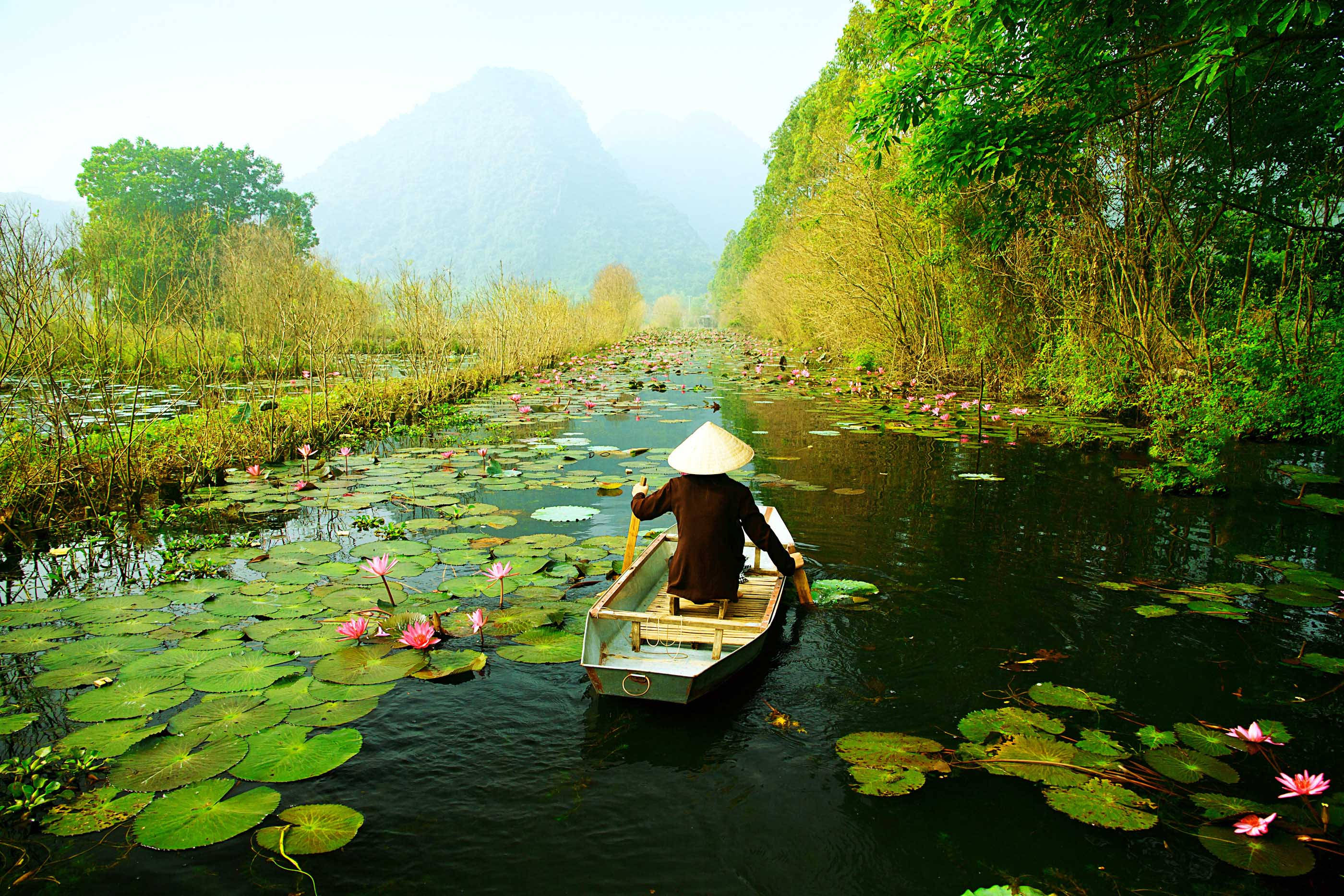 Hanoi 桌布 壁紙 — 一個戴著圓錐形帽子的人划著小船，穿過一條寧靜的水道，水道上點綴著粉紅色的睡蓮和茂密的綠色植物，天空柔和。