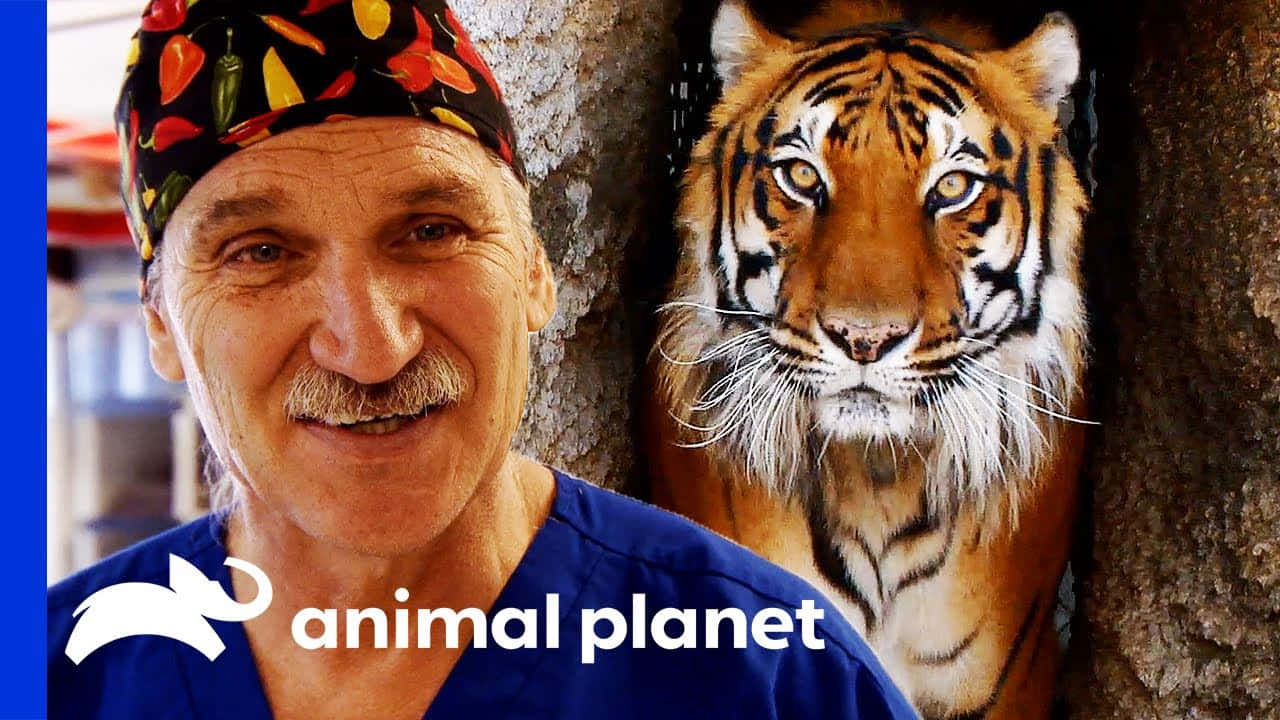 動物星球 桌布 壁紙 — 一個戴著彩色頭巾的微笑男人站在一隻從樹幹後探出頭來的老虎旁邊。