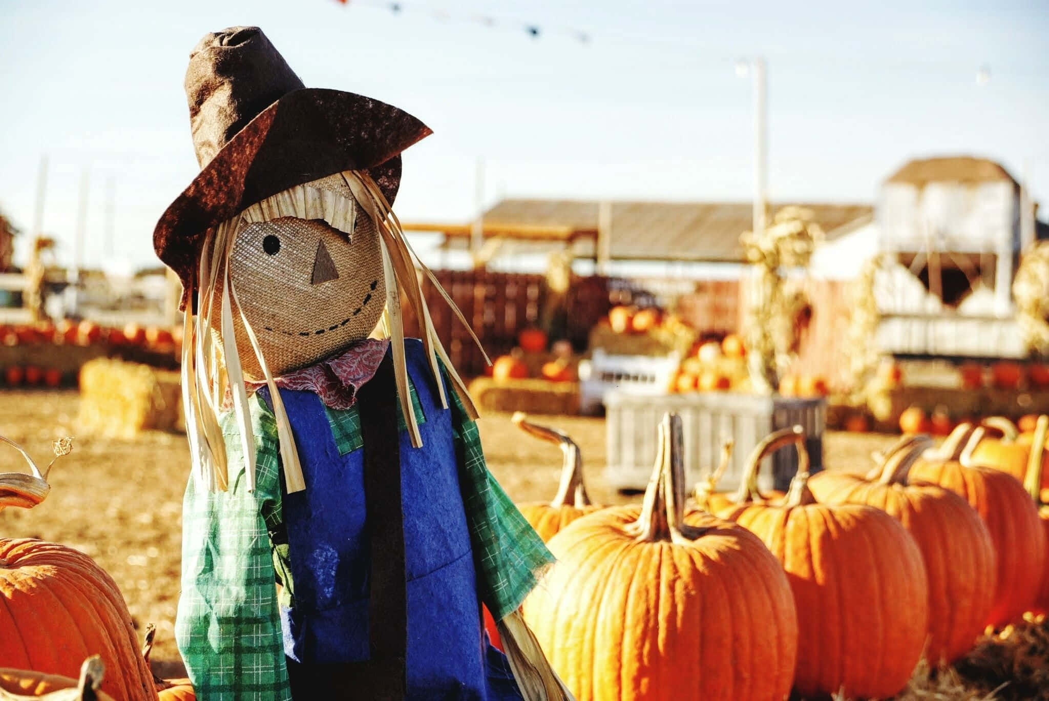 Fall Scarecrow 桌布 壁紙 — 一個戴著牛仔帽的鄉村稻草人在金色秋陽下，守衛著一排鮮豔的南瓜。