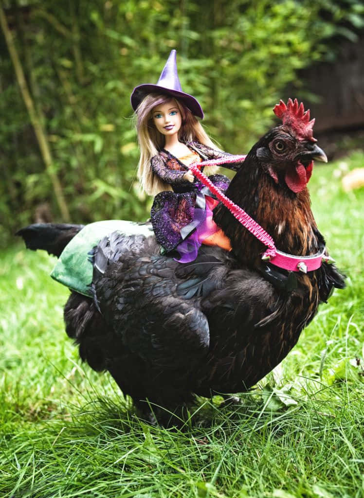 動物 桌布 壁紙 — 一個打扮成女巫的洋娃娃騎著一隻戴著粉紅色挽具的黑雞穿過茂密的綠色森林。