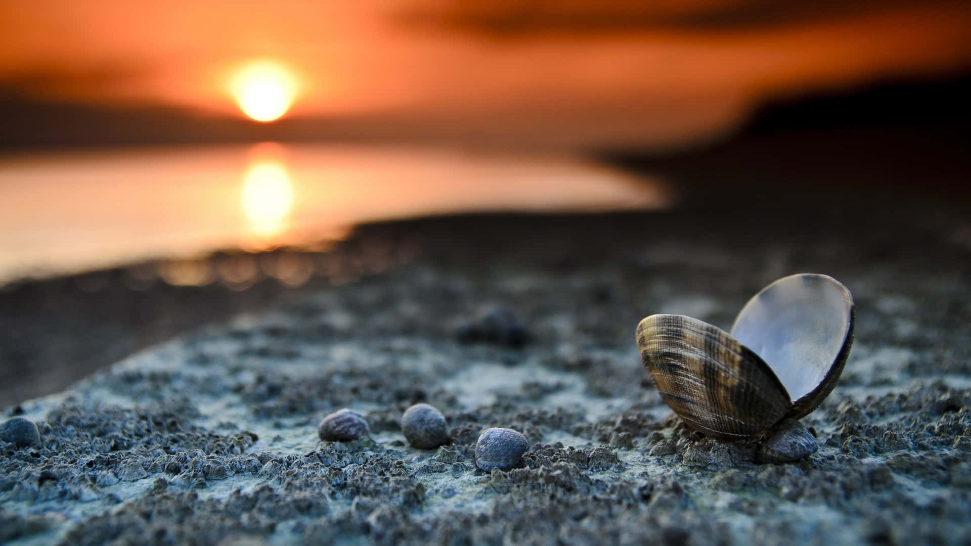 Seashell 桌布 壁紙 — 一個打開的貝殼擱在濕沙上，夕陽在平靜的水面上呈現火橙色。