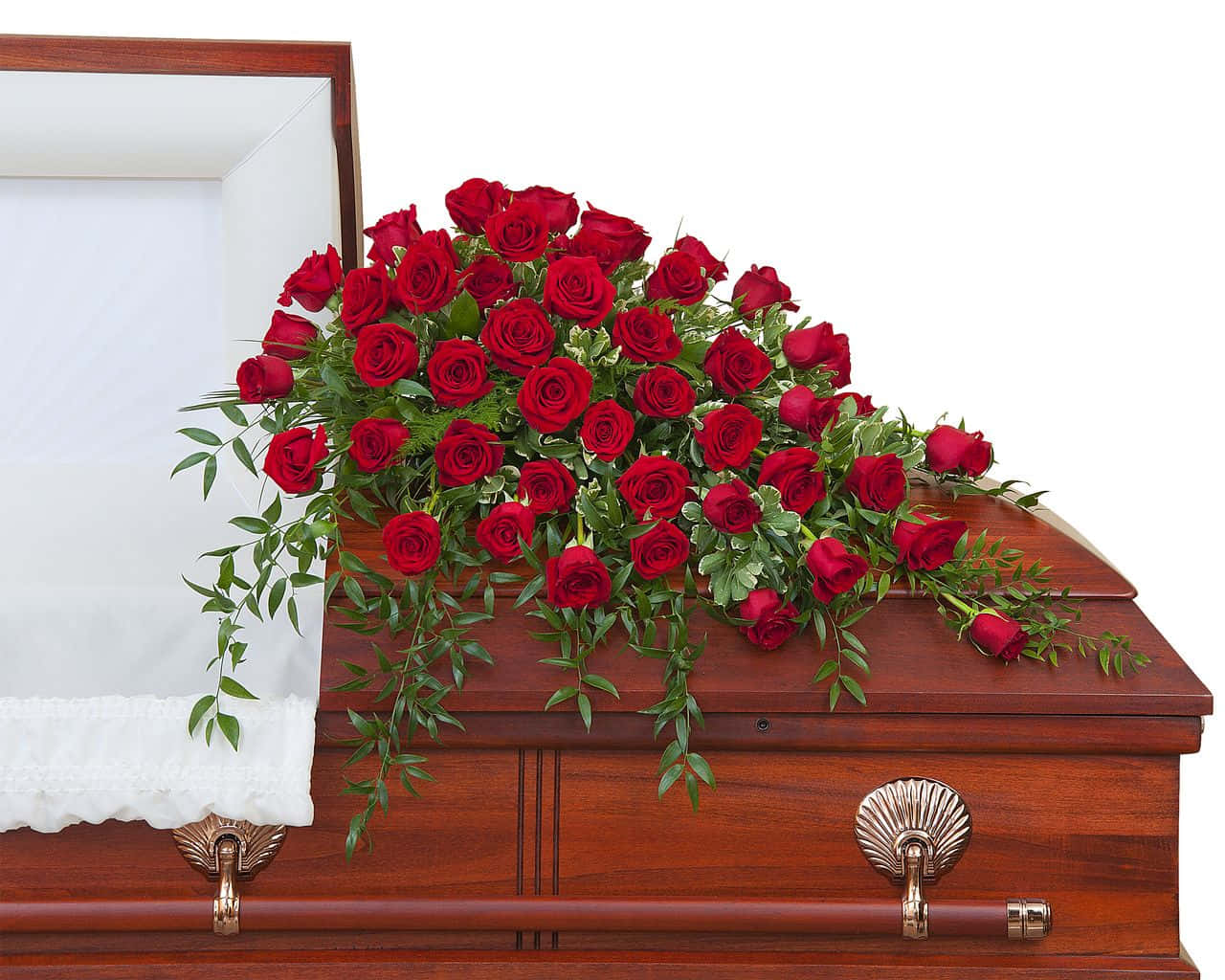 Funeral 桌布 壁紙 — 一個拋光木製棺材，飾以奢華的鮮紅玫瑰和垂墜綠植瀑布，襯以純白背景。