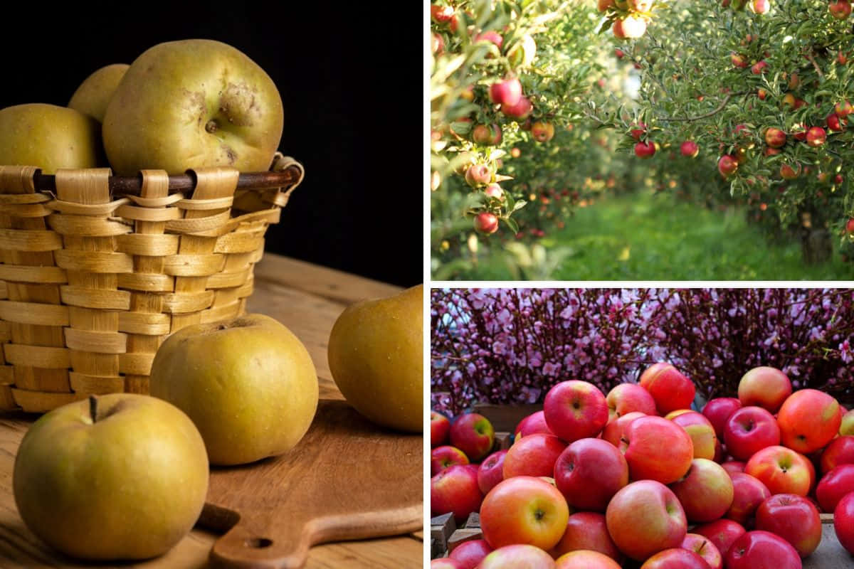 Fall Apples 桌布 壁紙 — 一個拼貼畫，包括木頭上編織籃子裡的金色蘋果、開花樹下堆疊的紅蘋果，以及木板上的蘋果。
