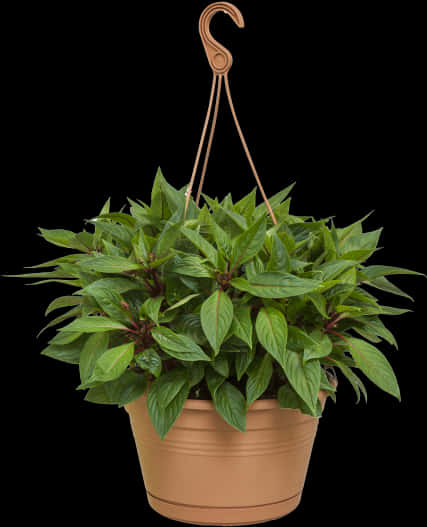Hanging Plant 桌布 壁紙 — 一個掛在黑色背景上彎曲掛鉤的陶土花盆中的茂盛綠色懸掛植物。