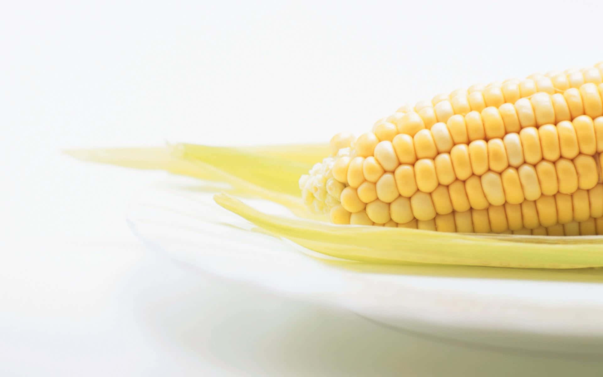 Corn 桌布 壁紙 — 一個新鮮黃色玉米芯的特寫，帶有淡色外殼，放在白色盤子上，背景為明亮的白色。