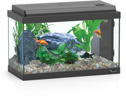 Aquarium 桌布 壁紙 — 一個時尚的黑色水族箱，裡面裝滿了礫石、綠色植物、一塊灰色岩石和兩條優雅游動的金魚。
