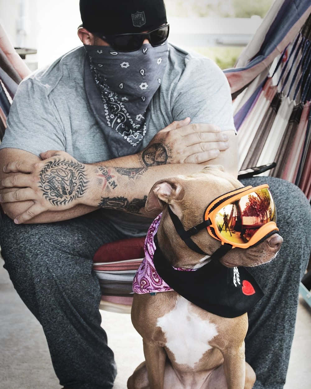 黑幫動圖 桌布 壁紙 — 一個有刺青的男人戴著頭巾和太陽眼鏡，放鬆地坐在吊床上，旁邊是他的比特犬，戴著護目鏡和頭巾。
