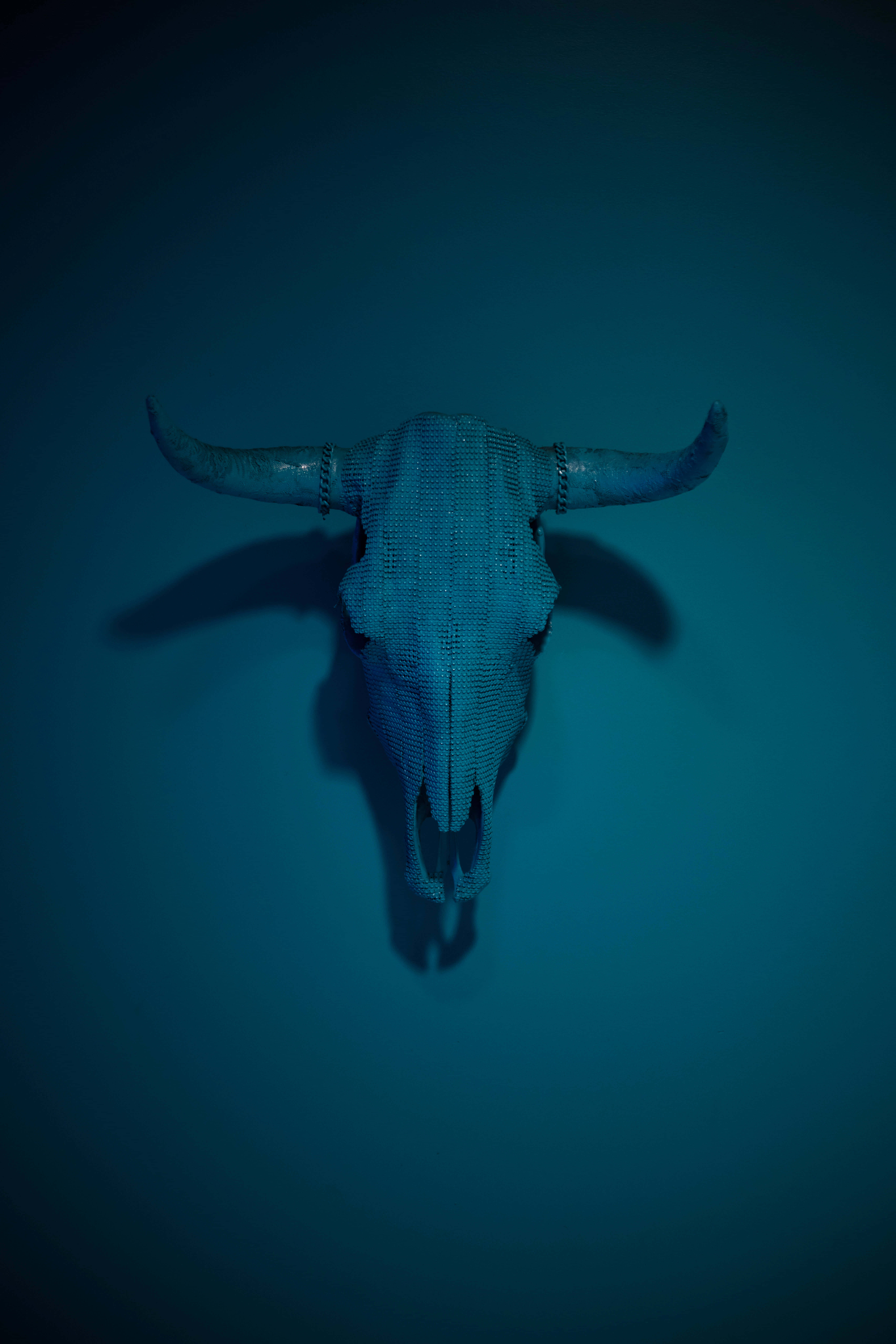 Bull Head 桌布 壁紙 — 一個有紋理的公牛頭骨安裝在深青色牆上，在戲劇性的藍色燈光下投射出銳利的陰影。