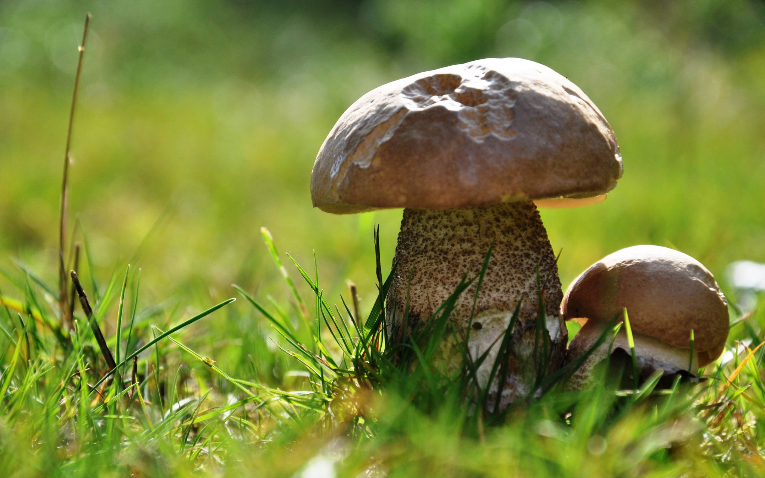 Cute Mushroom 桌布 壁紙 — 一個有紋理的大蘑菇和一個較小的同伴在明亮的陽光下生長在充滿活力的綠草中。