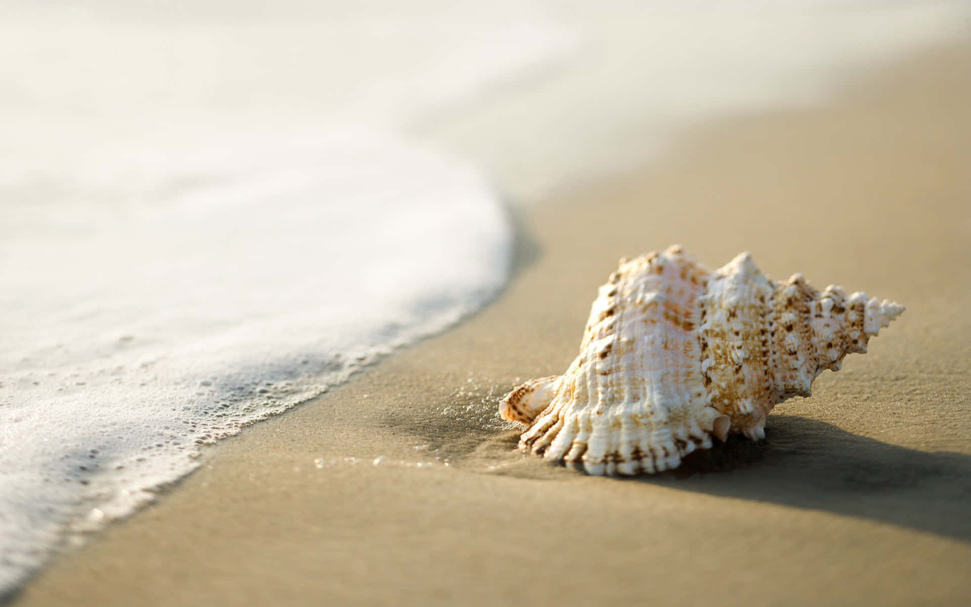 Seashell 桌布 壁紙 — 一個有紋理的貝殼放在濕沙上，溫柔的海浪在黃金時段湧入。