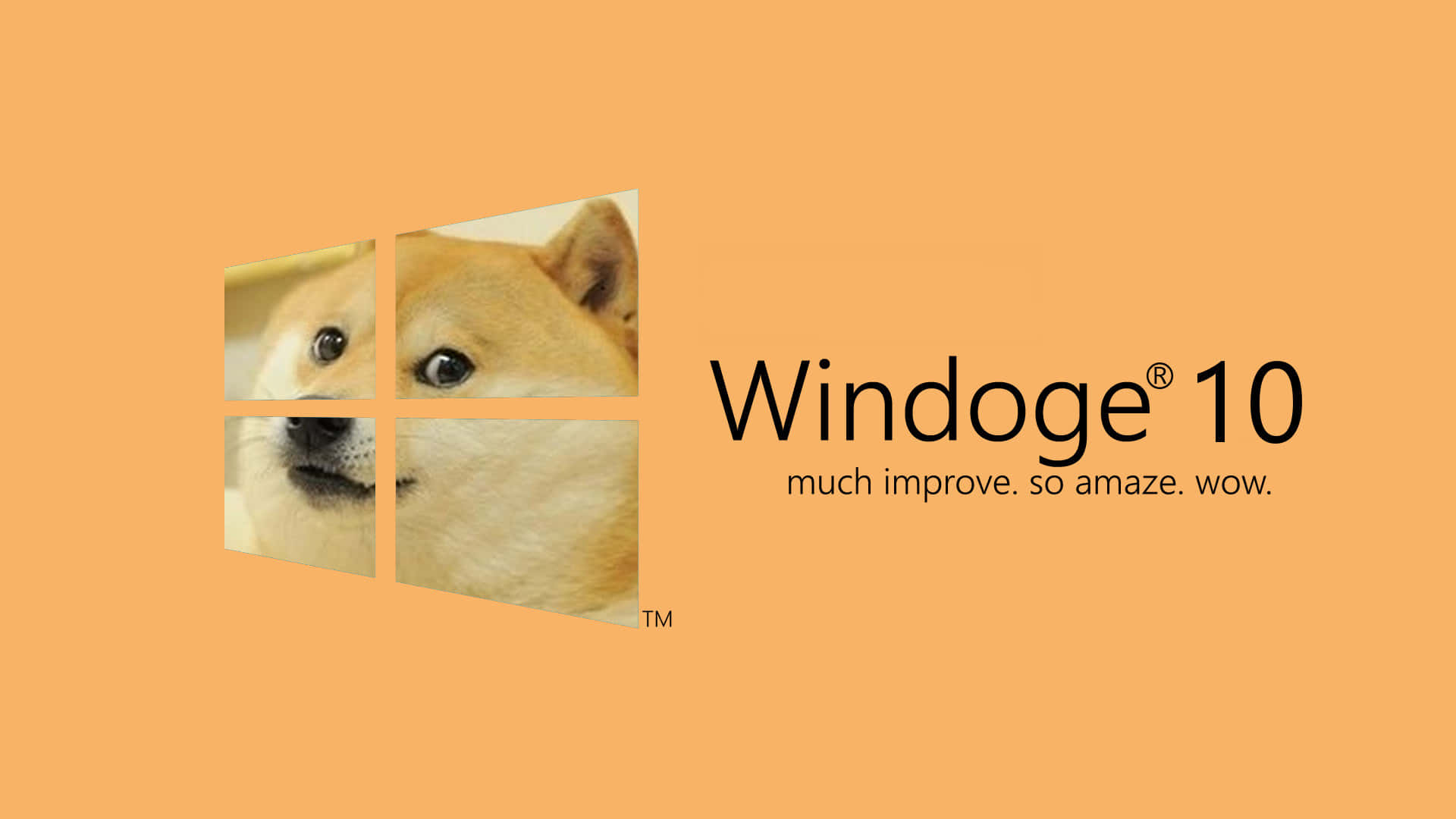 Cute Animal Memes 桌布 壁紙 — 一個有趣的Windows 10標誌惡搞，窗格中有一隻柴犬的臉，背景為純橙色。