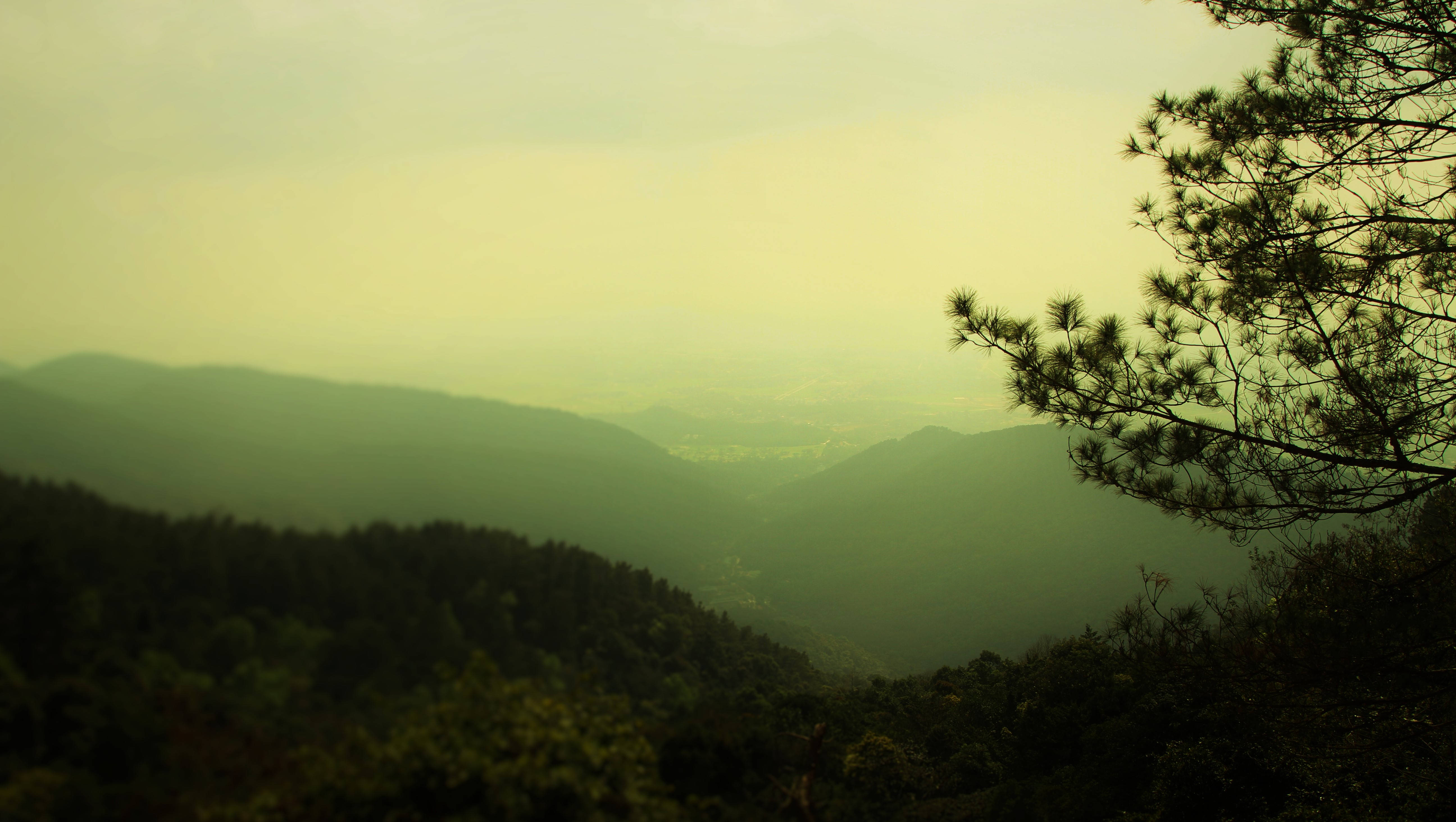 Foggy 桌布 壁紙 — 一個朦朧的山谷沐浴在金色光芒中，松樹枝條框住前景。