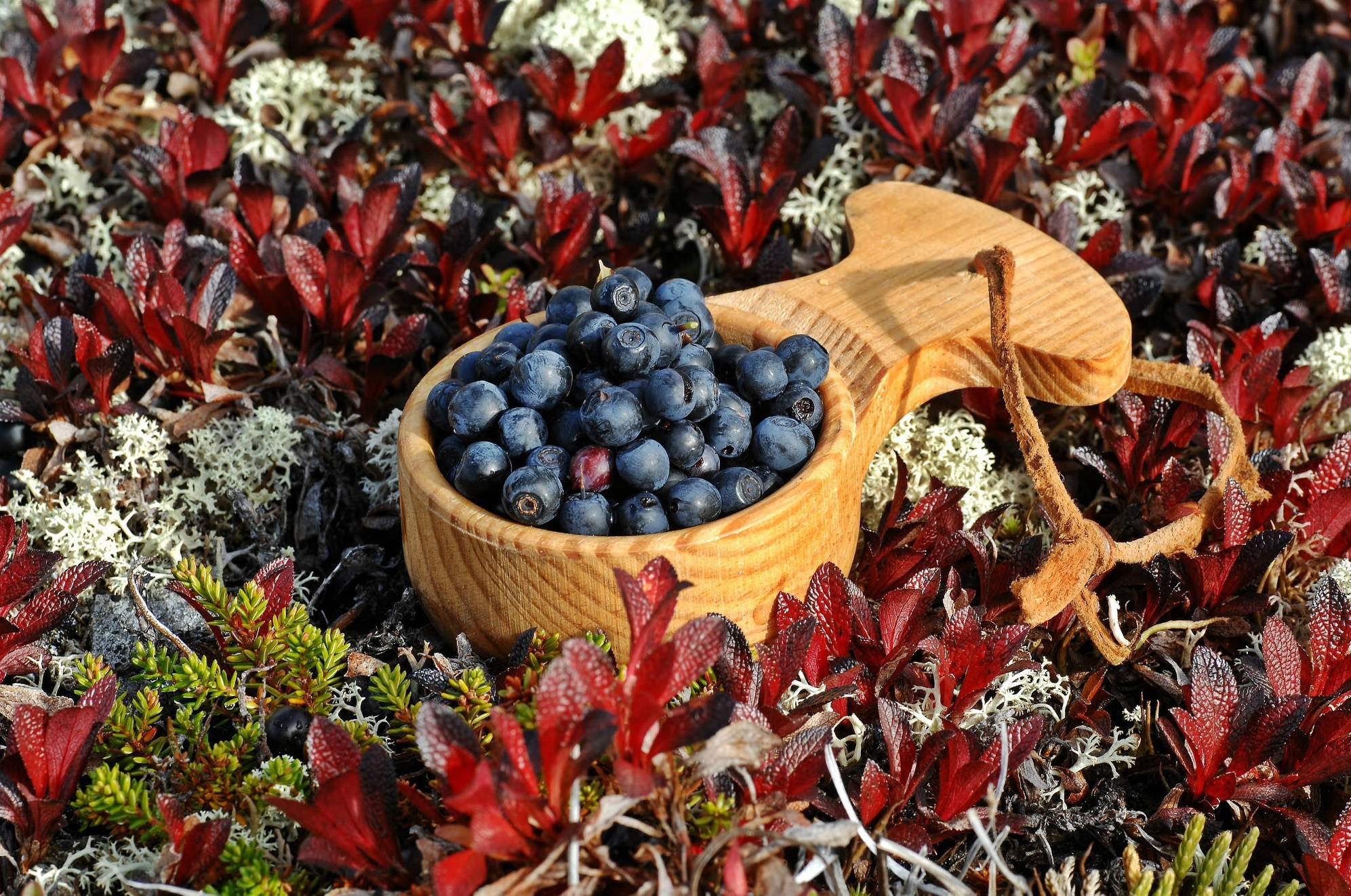 Blueberry 桌布 壁紙 — 一個木勺盛滿飽滿的藍莓，放在鮮紅的樹葉和白色地衣之間，在明亮的陽光下。