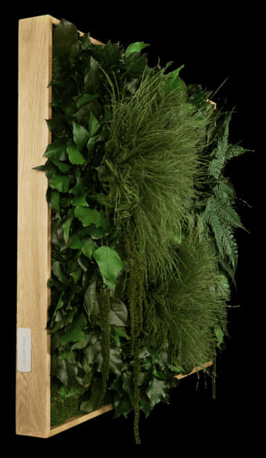 Hanging Plant 桌布 壁紙 — 一個木框內茂盛的綠色活牆，置於鮮明的黑色背景上。