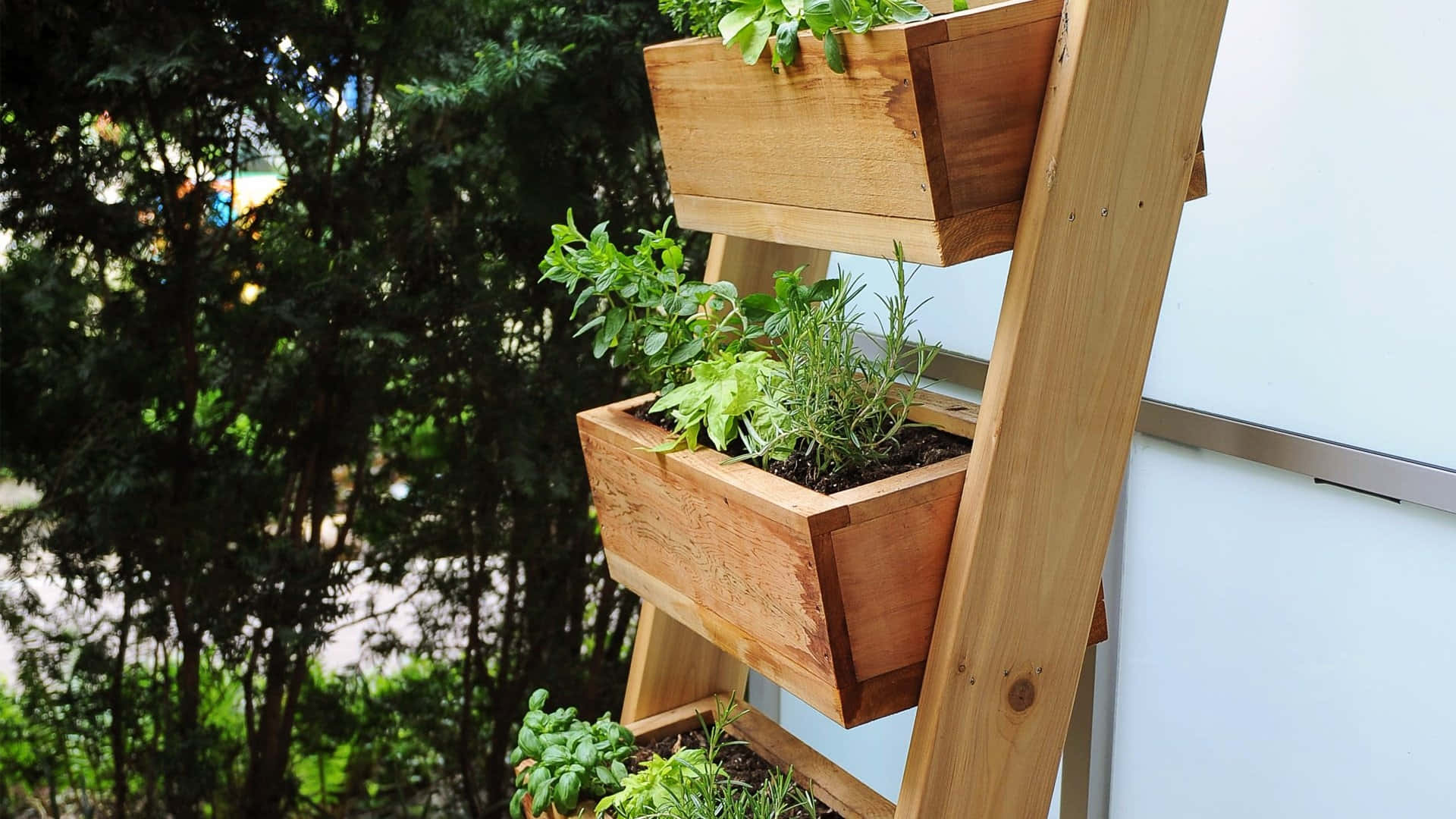 Herb Garden 桌布 壁紙 — 一個木製層架花盆在白色牆壁前，在柔和日光下種植著茂盛的綠色香草，背景有樹木。