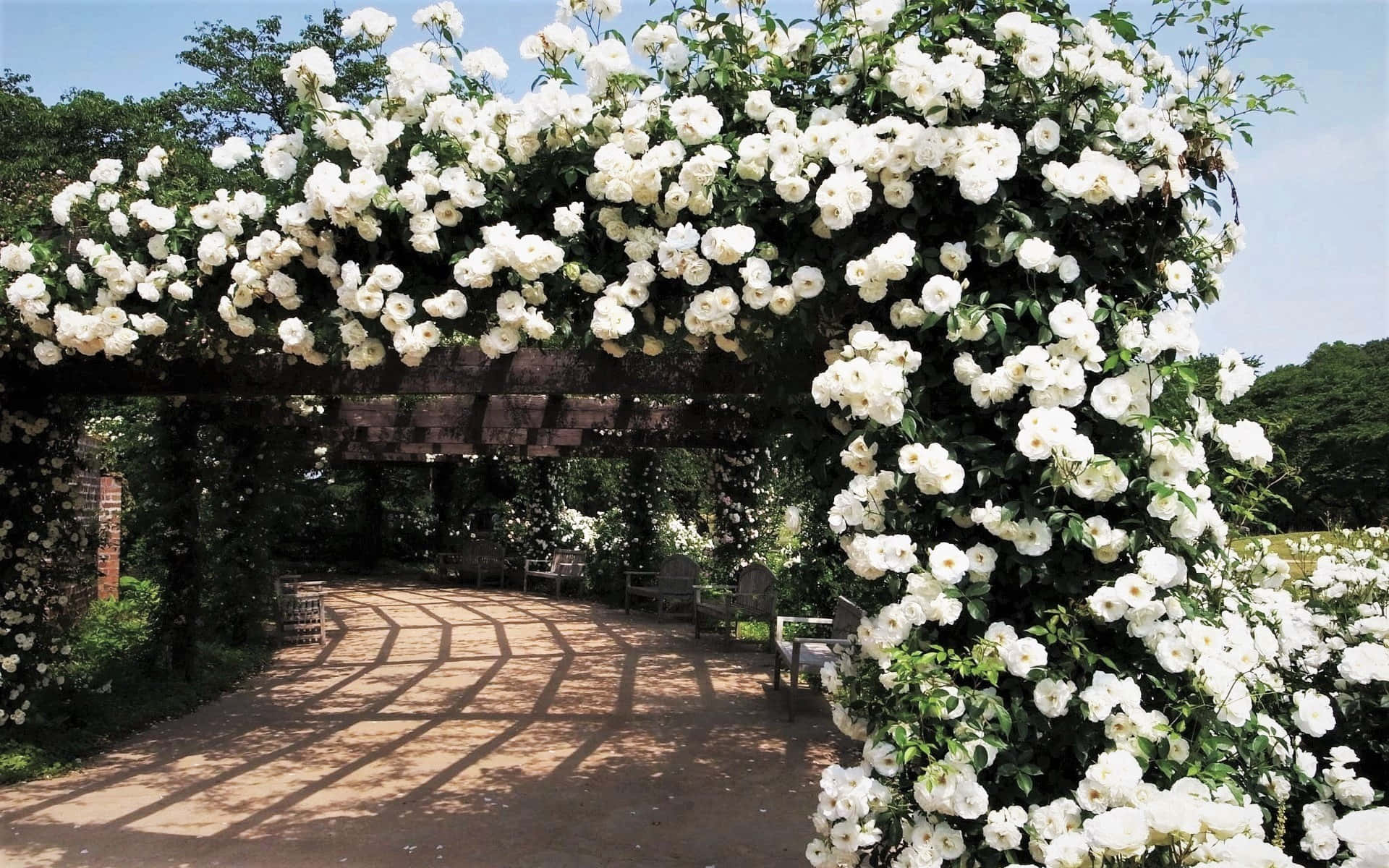 Rose Garden 桌布 壁紙 — 一個木製涼亭，掛滿了層疊的白玫瑰，框住了陽光斑駁的花園小徑。