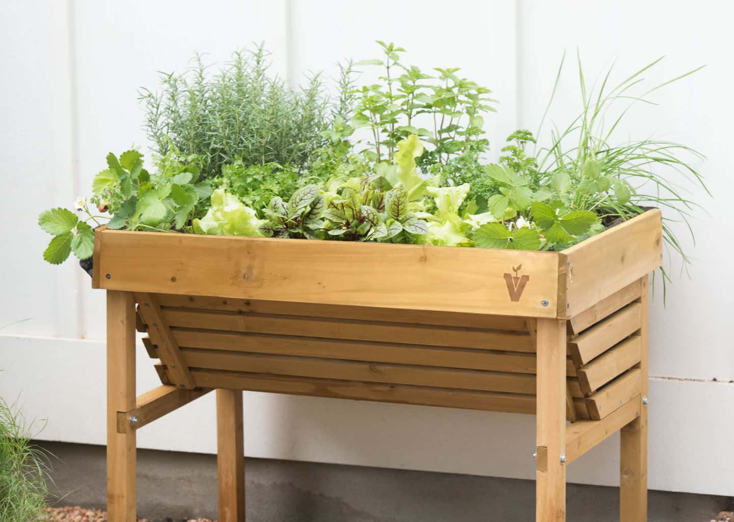 Herb Garden 桌布 壁紙 — 一個木製高架花園床，種滿了新鮮香草和綠葉蔬菜，背景是白色籬笆。