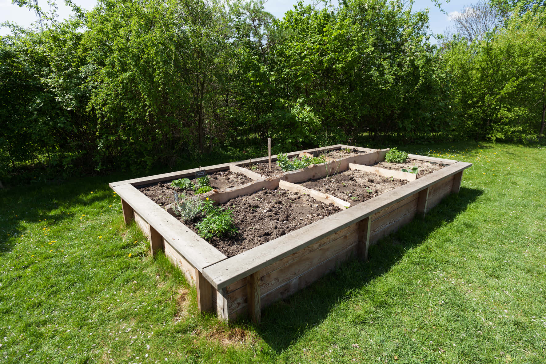 Garden Bed 桌布 壁紙 — 一個木製高架花園床，裝滿土壤和年輕植物，位於陽光明媚的草地上，周圍環繞著茂密的綠色樹木。