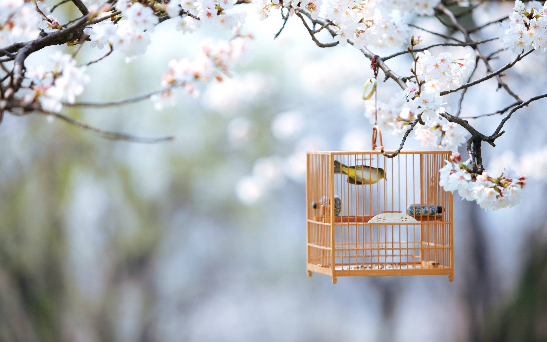 Cute Spring 桌布 壁紙 — 一個木製鳥籠掛在櫻花枝上，裡面有一隻小鳥棲息，背景柔和模糊。