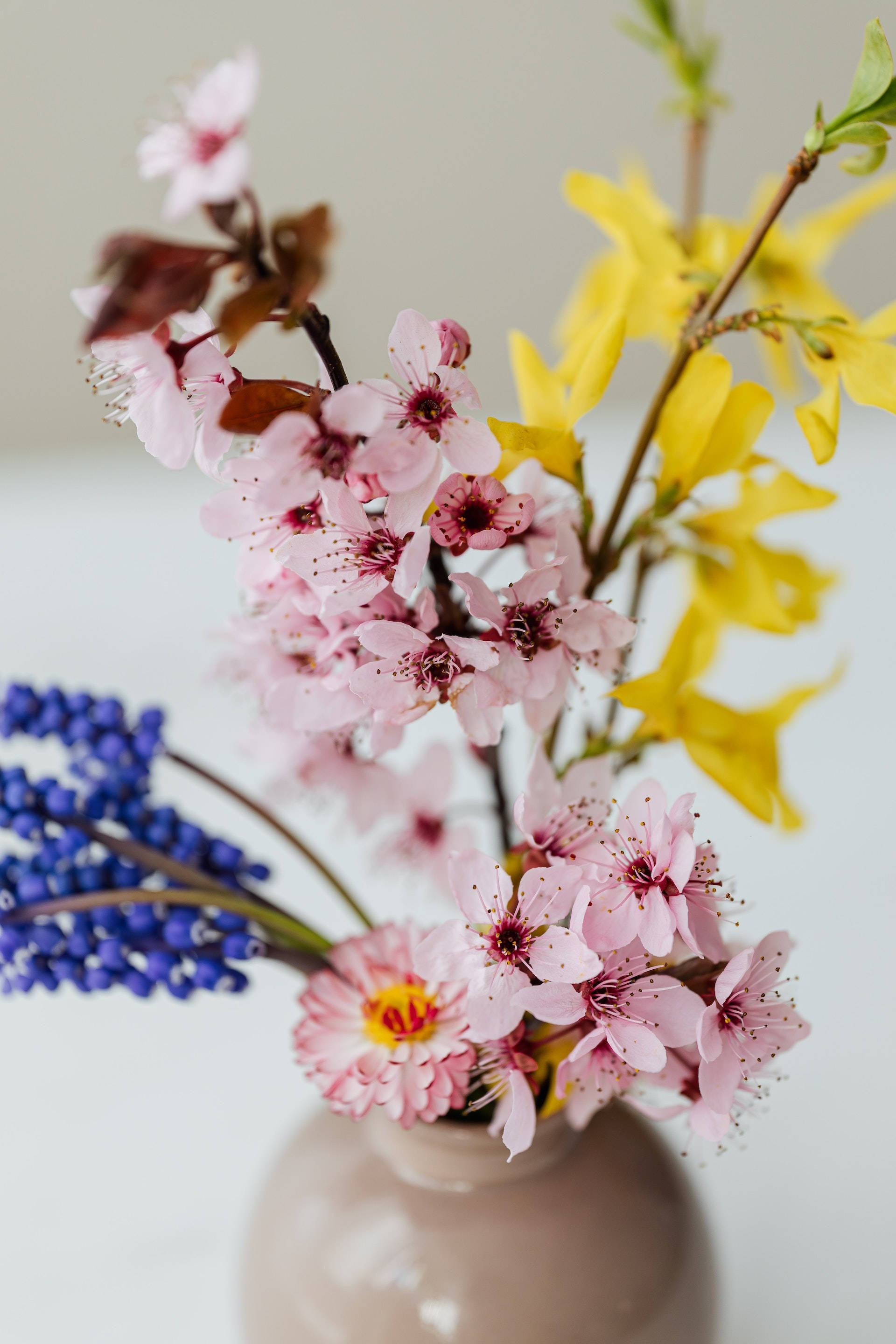 花朵 桌布 壁紙 — 一個柔和的粉彩花瓶，插著精緻的粉紅色櫻花、黃色連翹和藍色風信子，背景是簡約的白色。